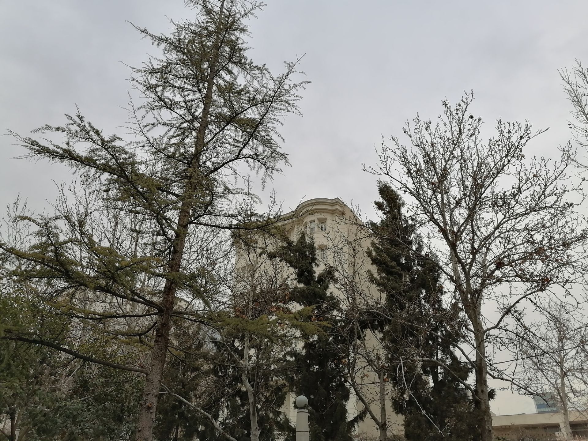 نمونه‌عکس Y9s در طول روز