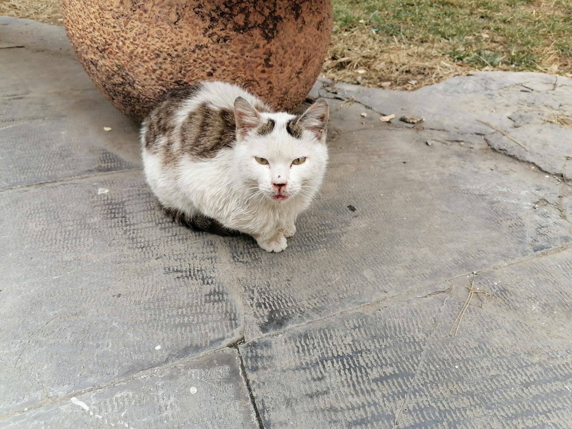 نمونه‌عکس Y9s در طول روز