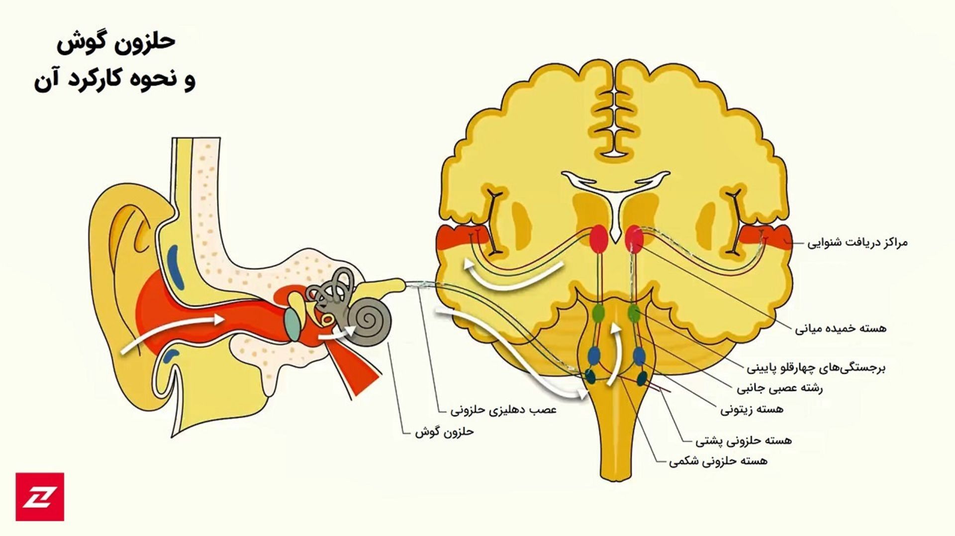 How Cochlea Works / نحوه کارکرد حلزون گوش