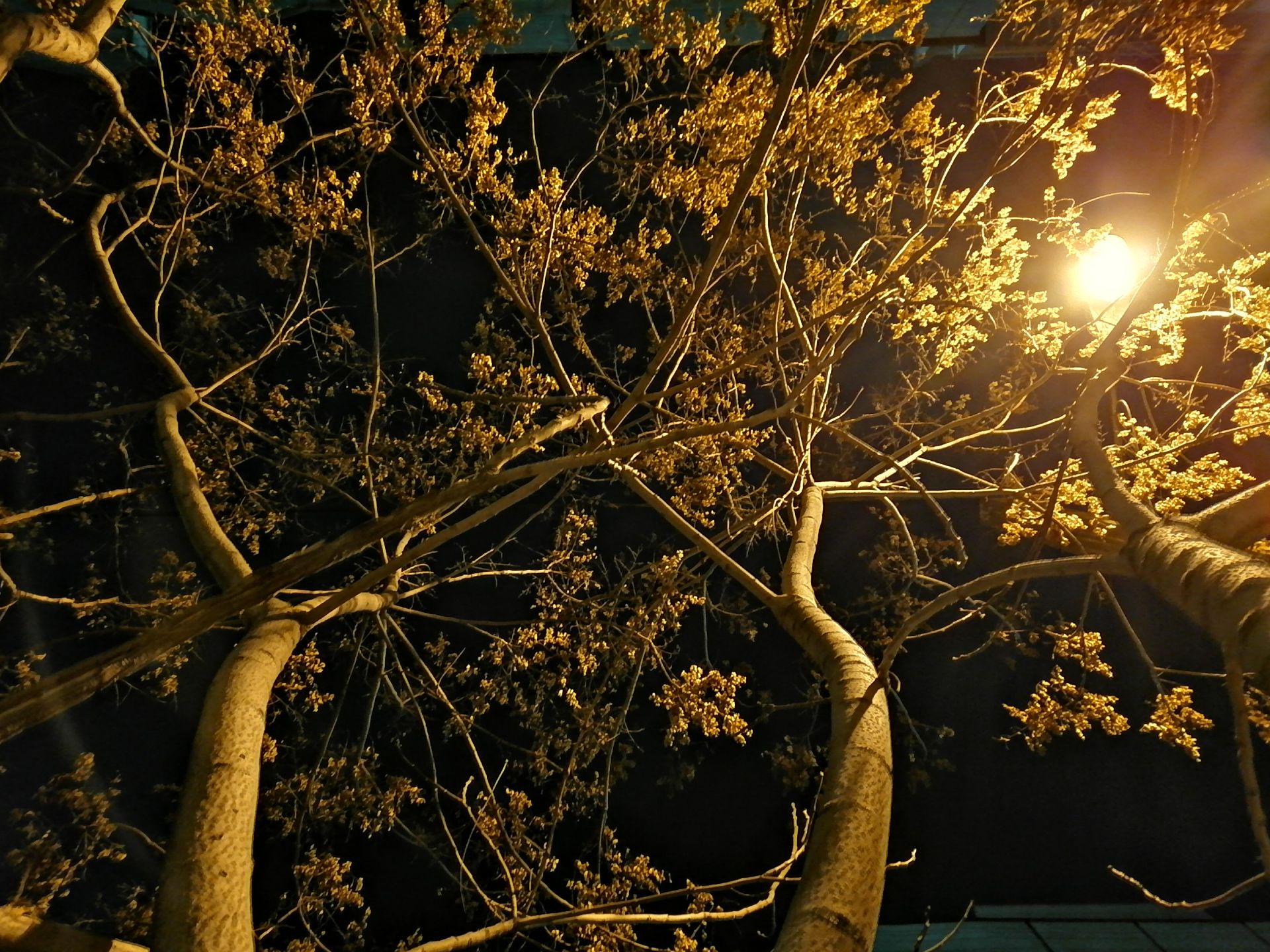 نمونه‌عکس‌ Y9s در طول شب