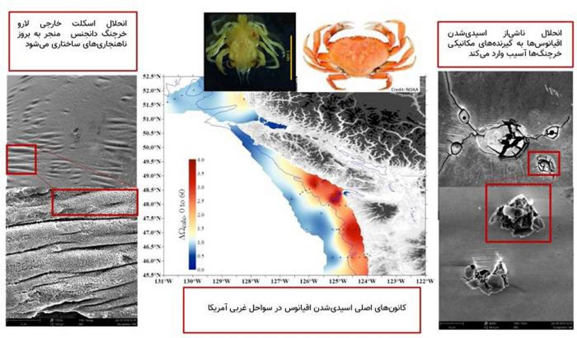 تاثیر اسیدی شدن اقیانوس