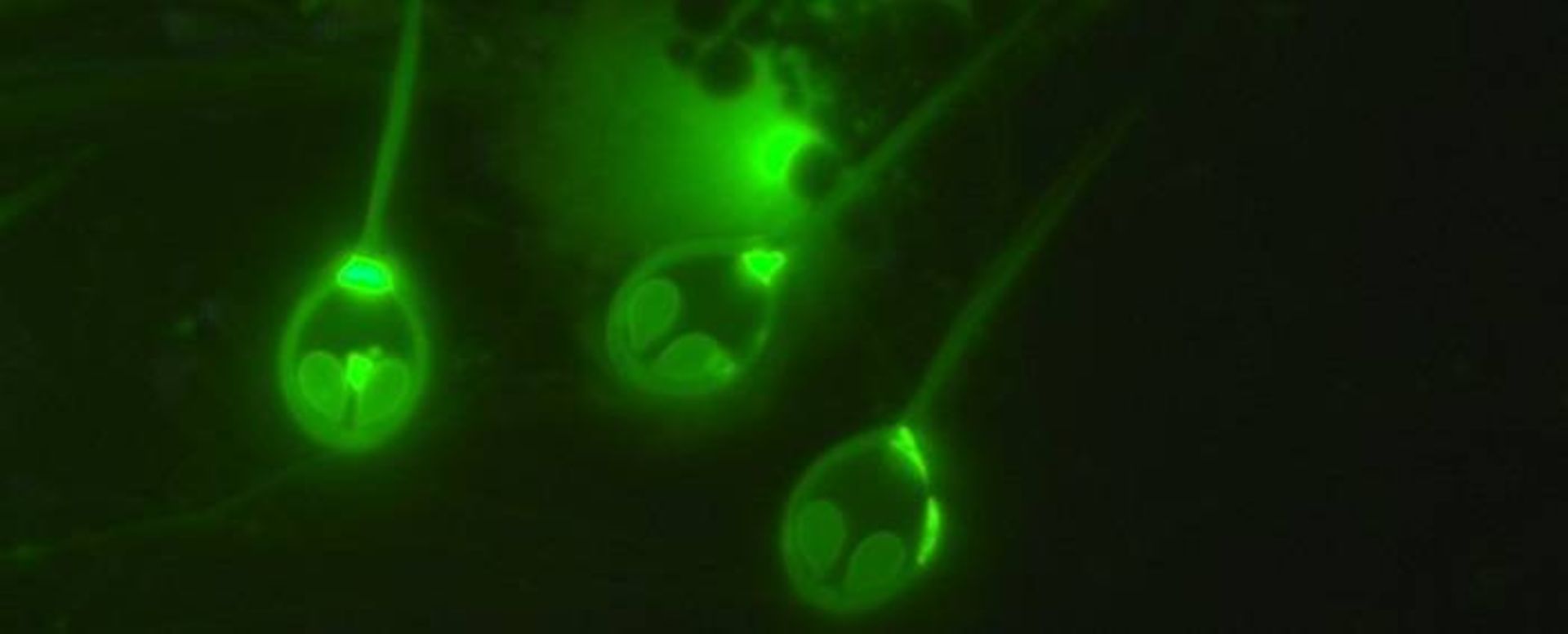 اسپور H. salminicola