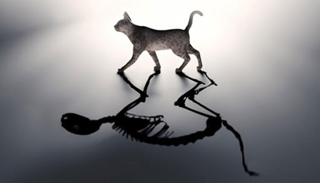 quantum cognition