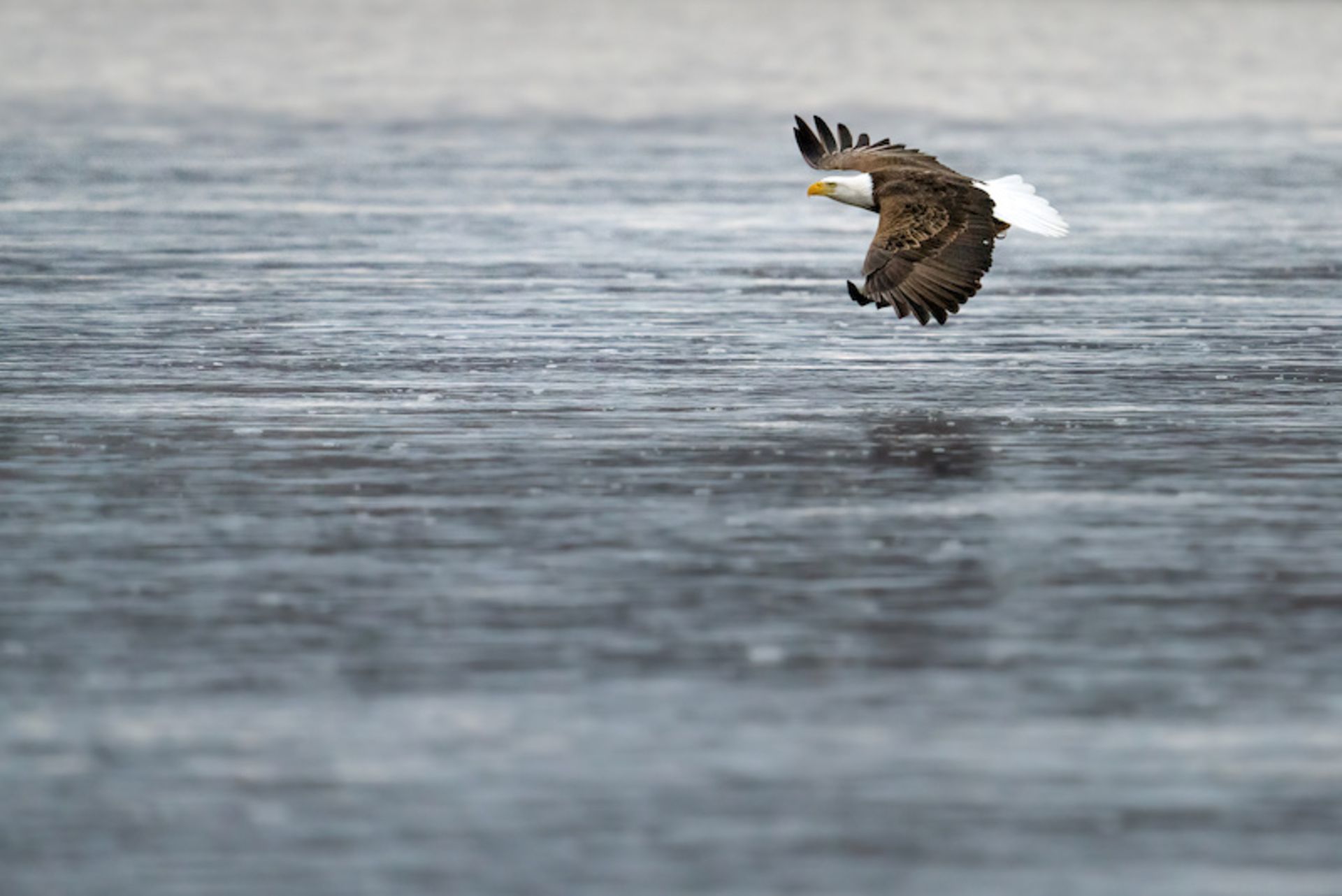 دکمه فوکوس پشتی دوربین