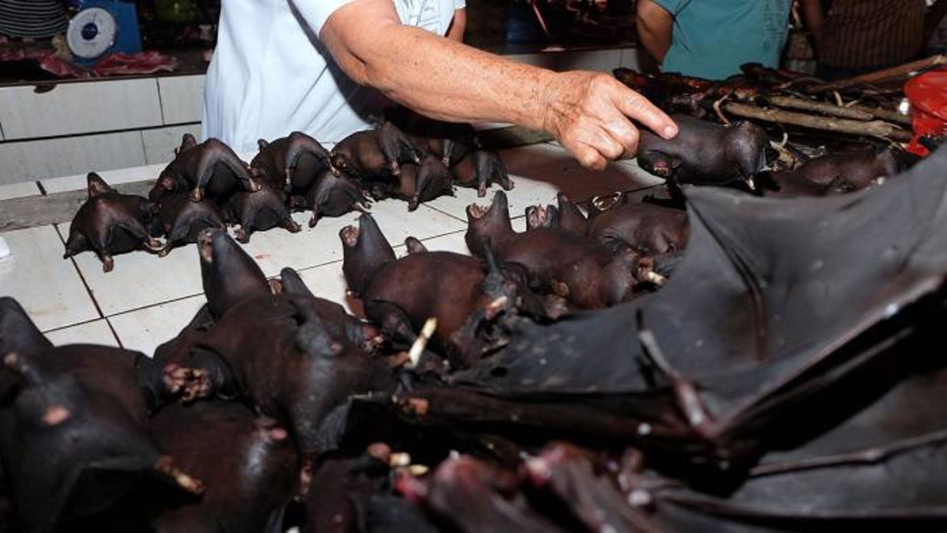 فروش خفاش در اندونزی