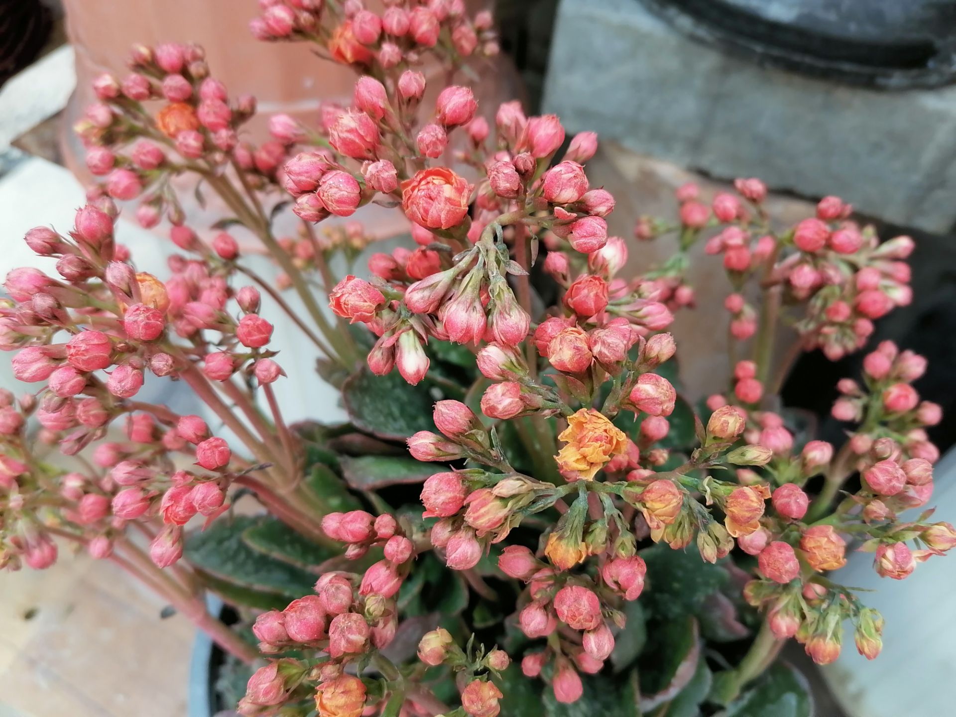 نمونه‌عکس Y9s در طول روز