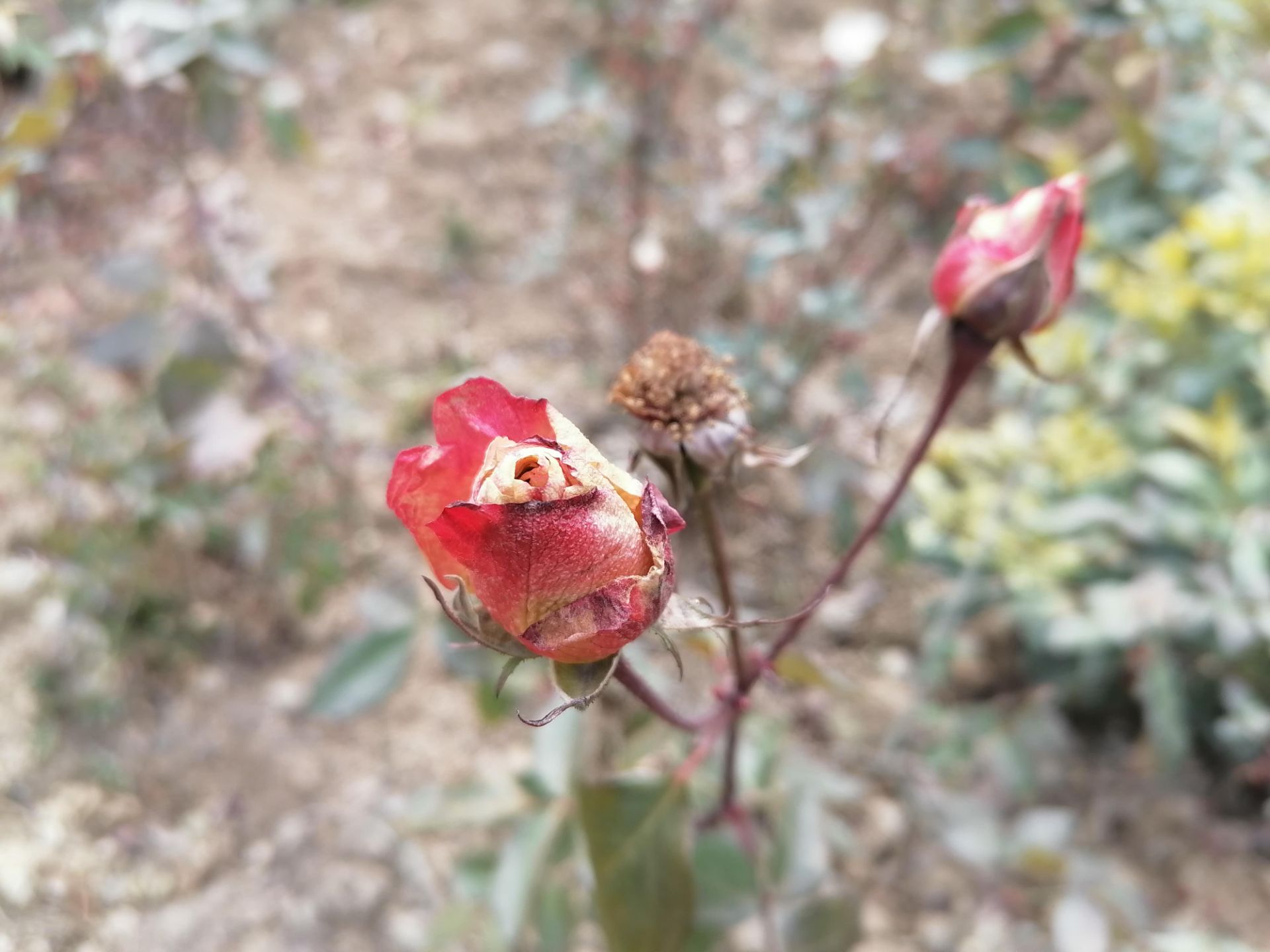 نمونه‌عکس Y9s در طول روز