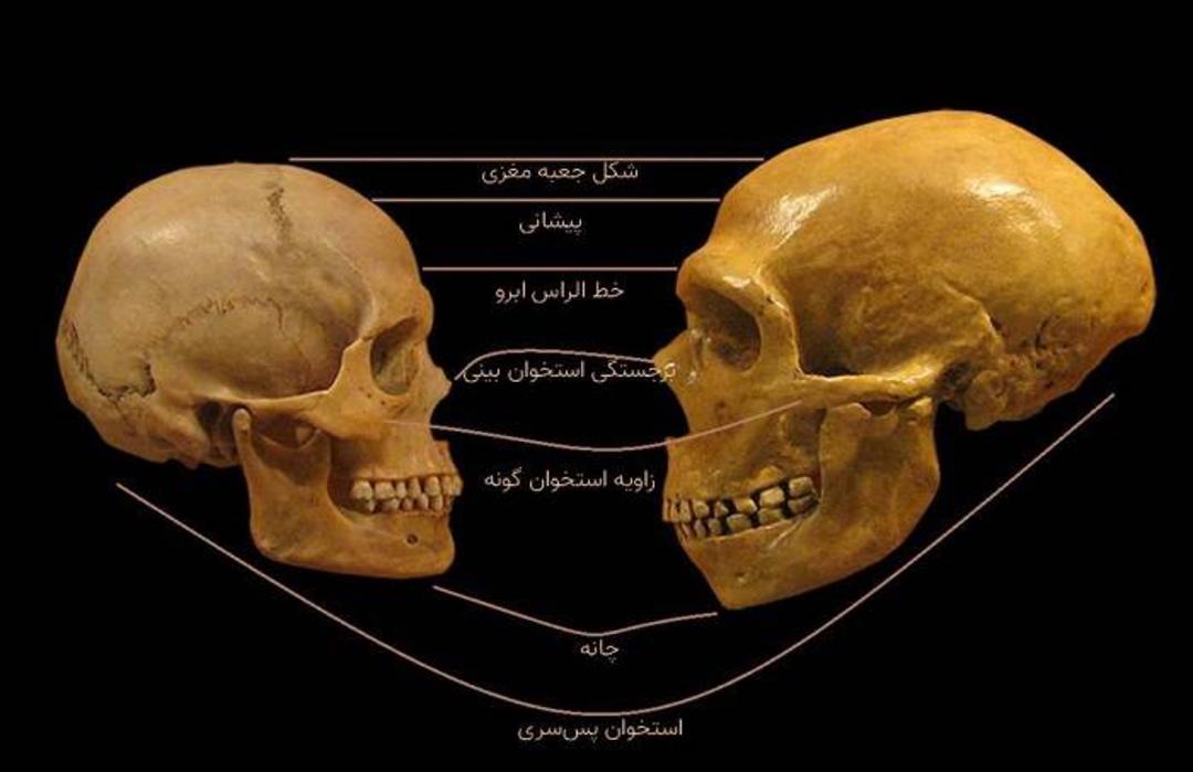 انسان خردمند درمقایسه‌با نئاندرتال‌ها