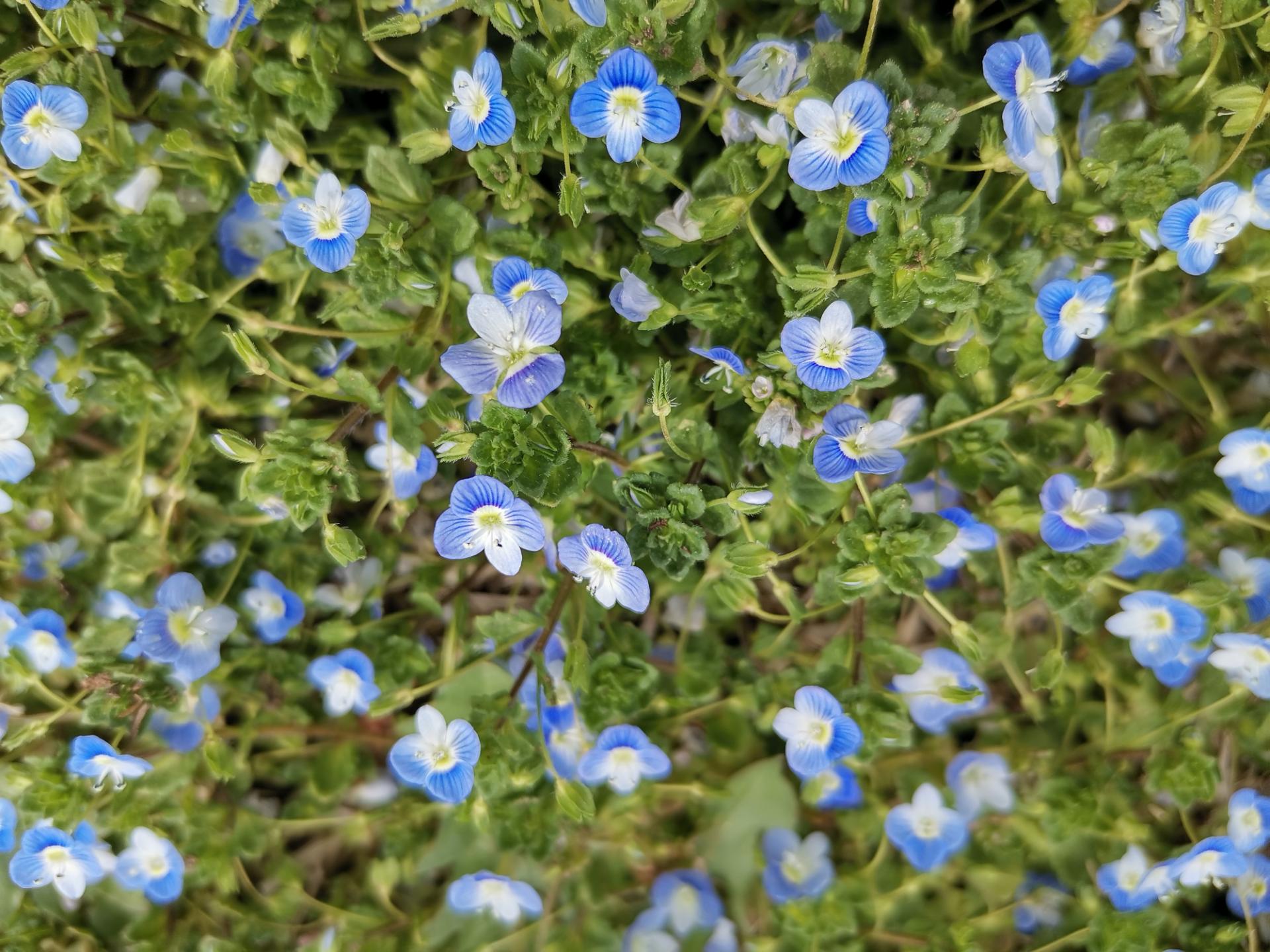 Honor 9X Pro Daylight Photos