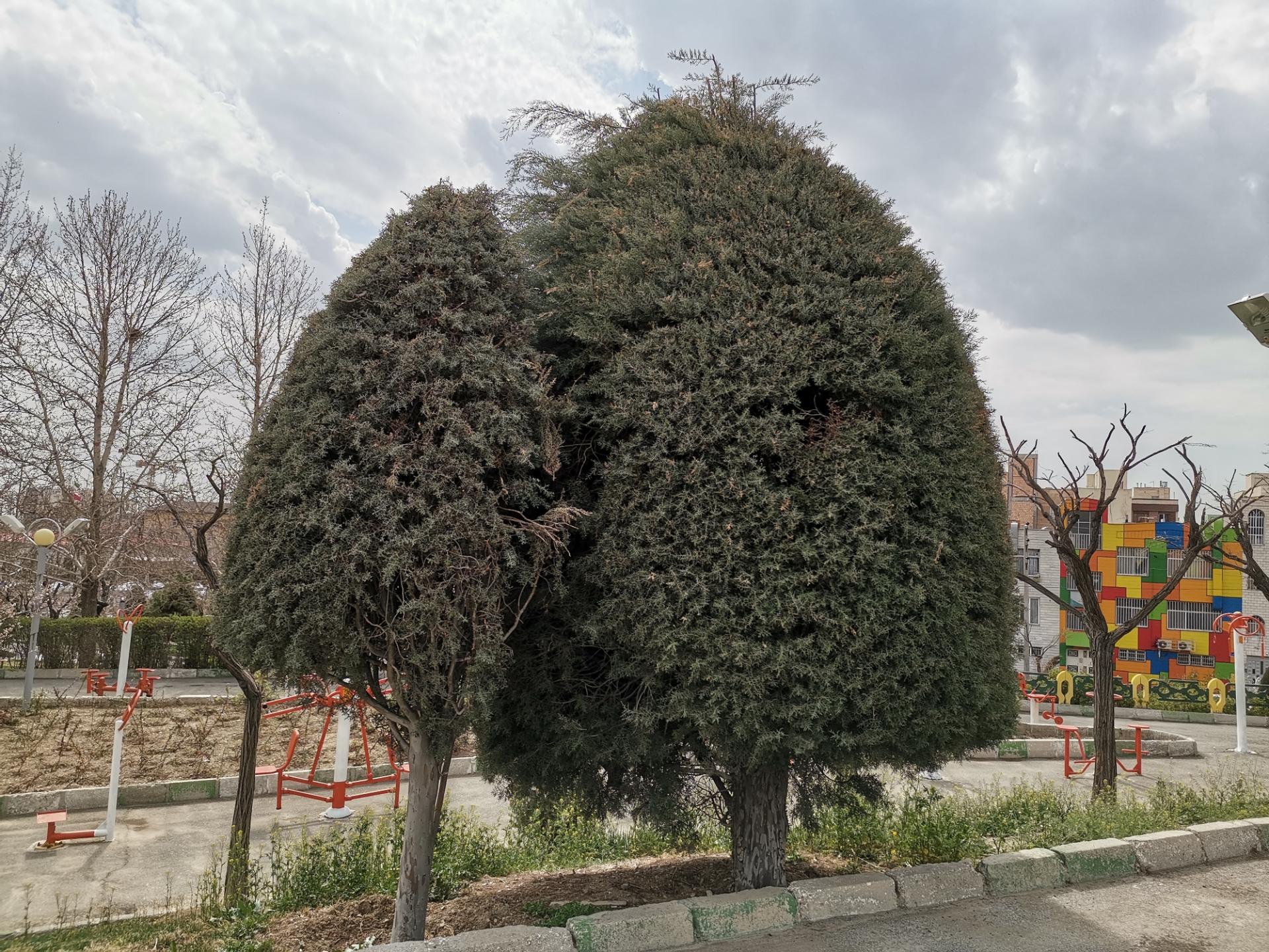 Honor 9X Pro Daylight Photos