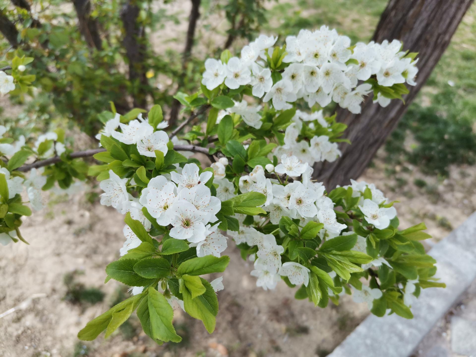 Honor 9X Pro Daylight Photos