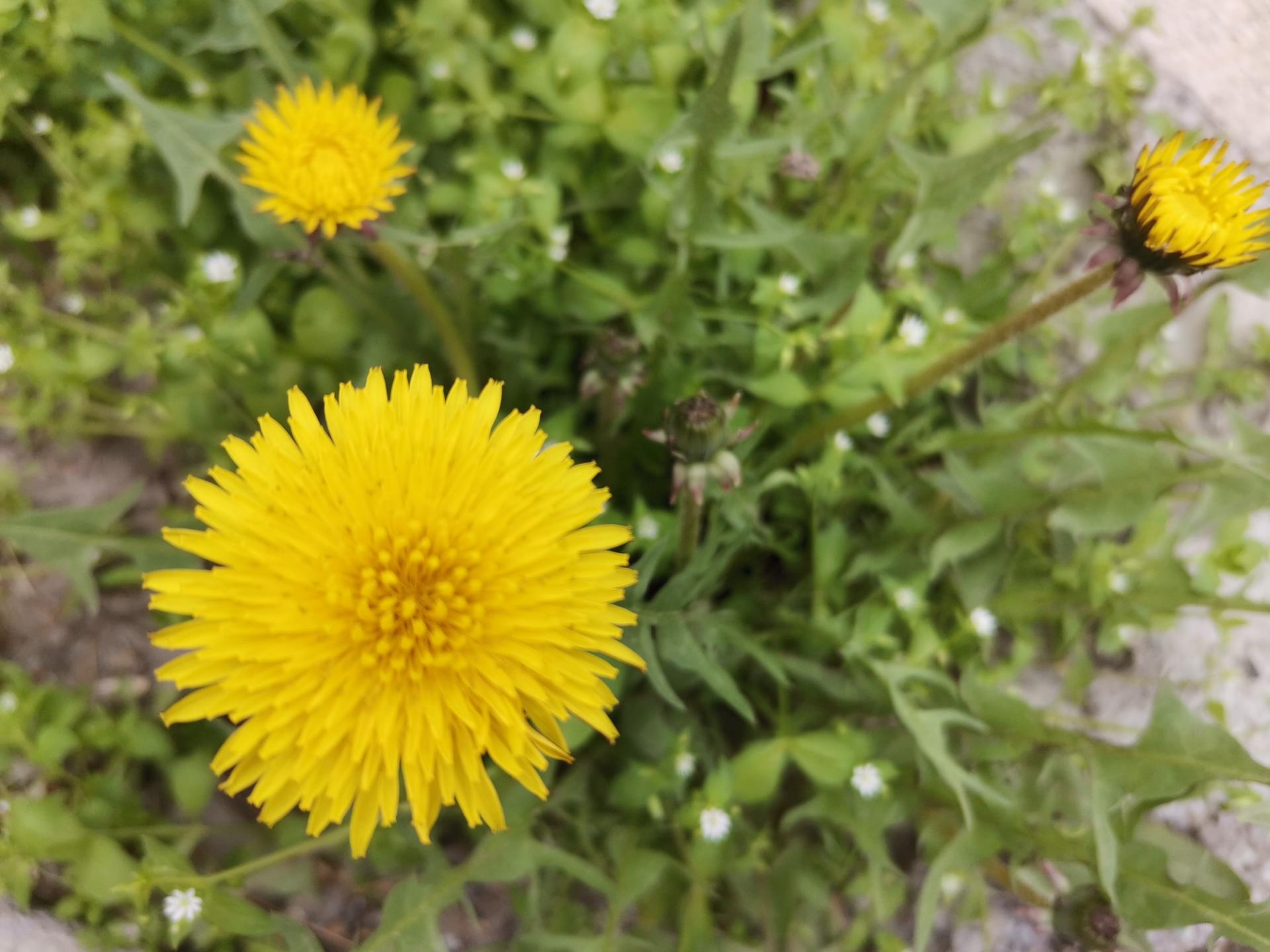 Honor 9X Pro Daylight Photos