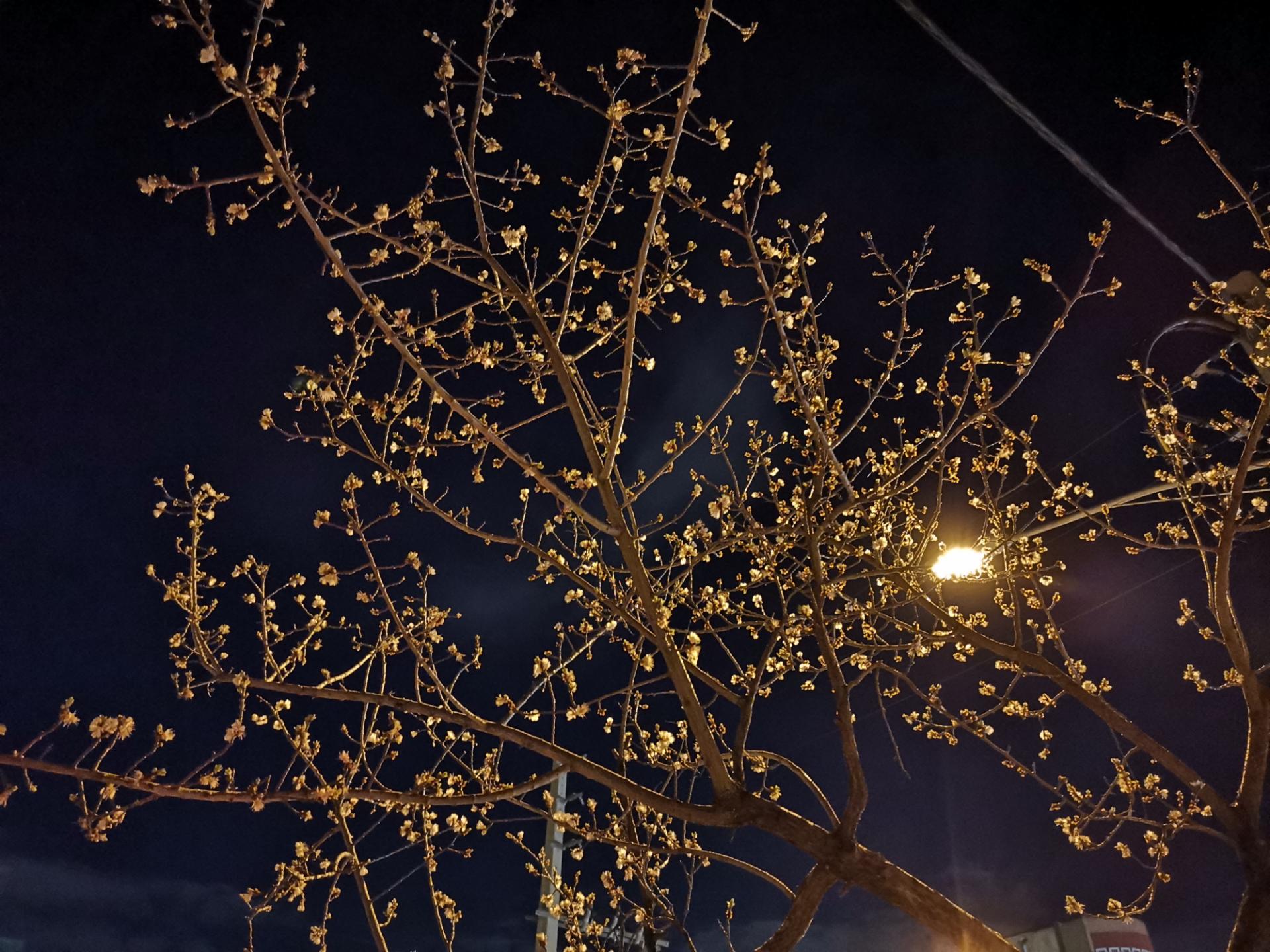 Honor 9X Pro Lowlight Photos