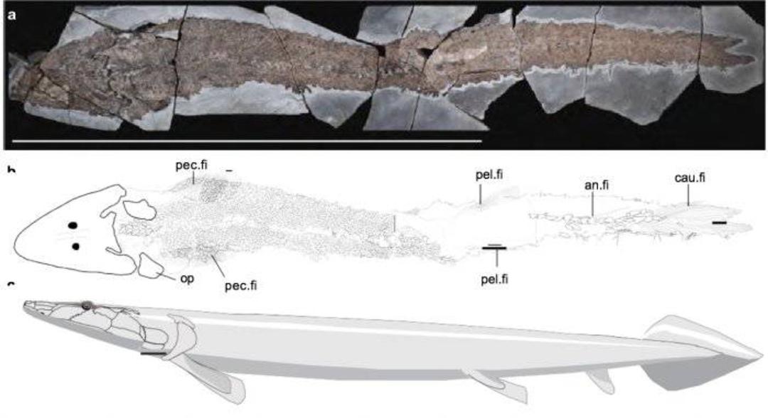 Elpistostege watsoni 
