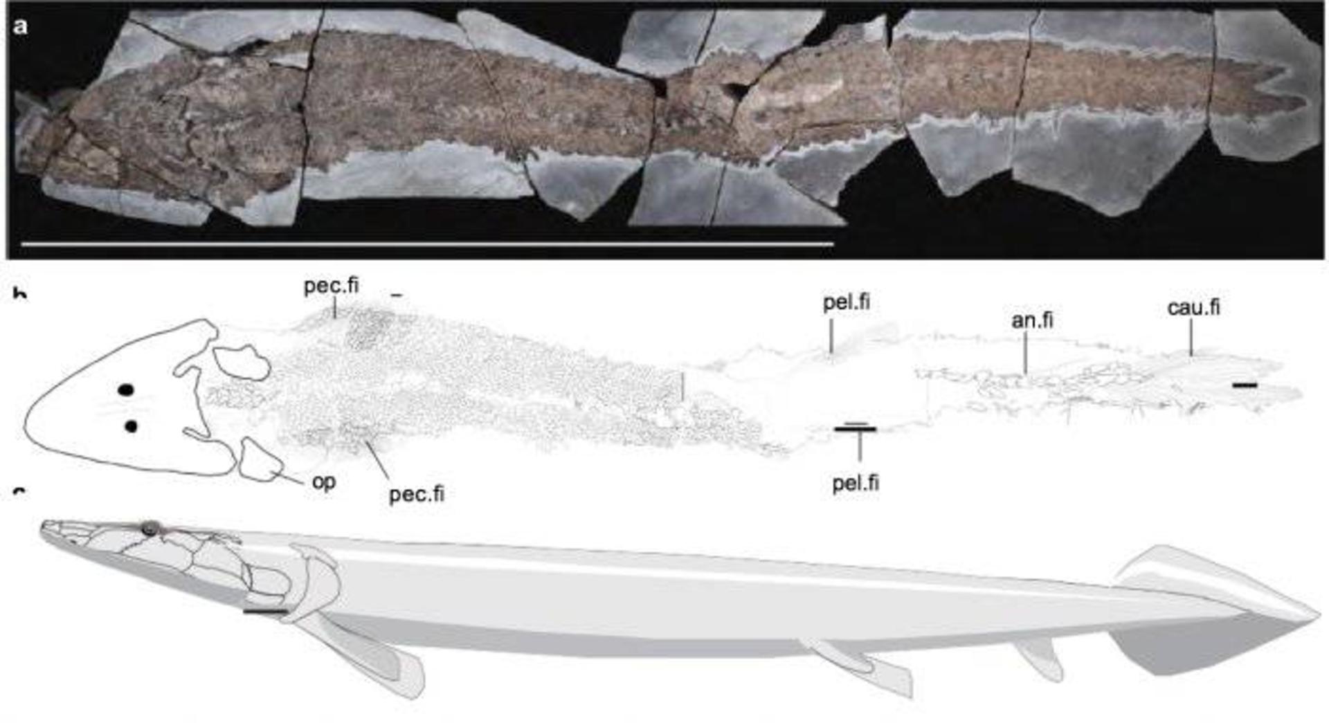 Elpistostege watsoni 