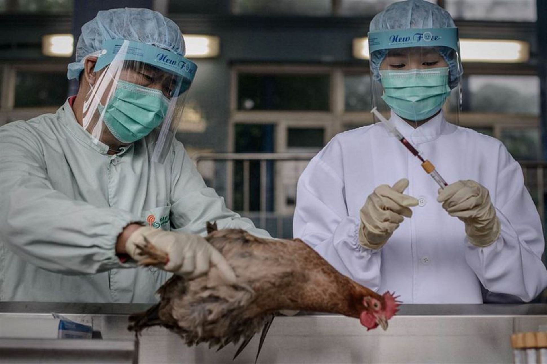 مرجع متخصصين ايران Avian Flu / آنفولانزاي مرغي