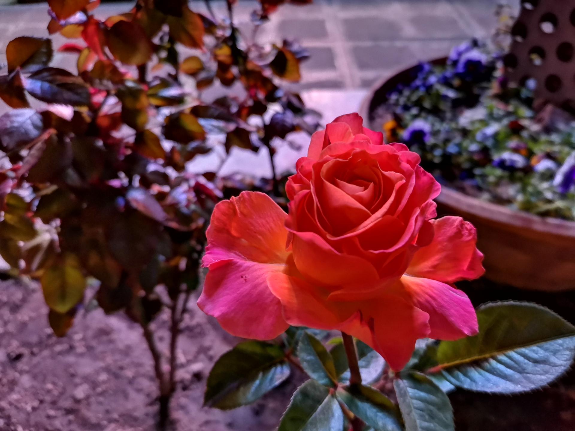 Honor 9X Pro Lowlight Photos
