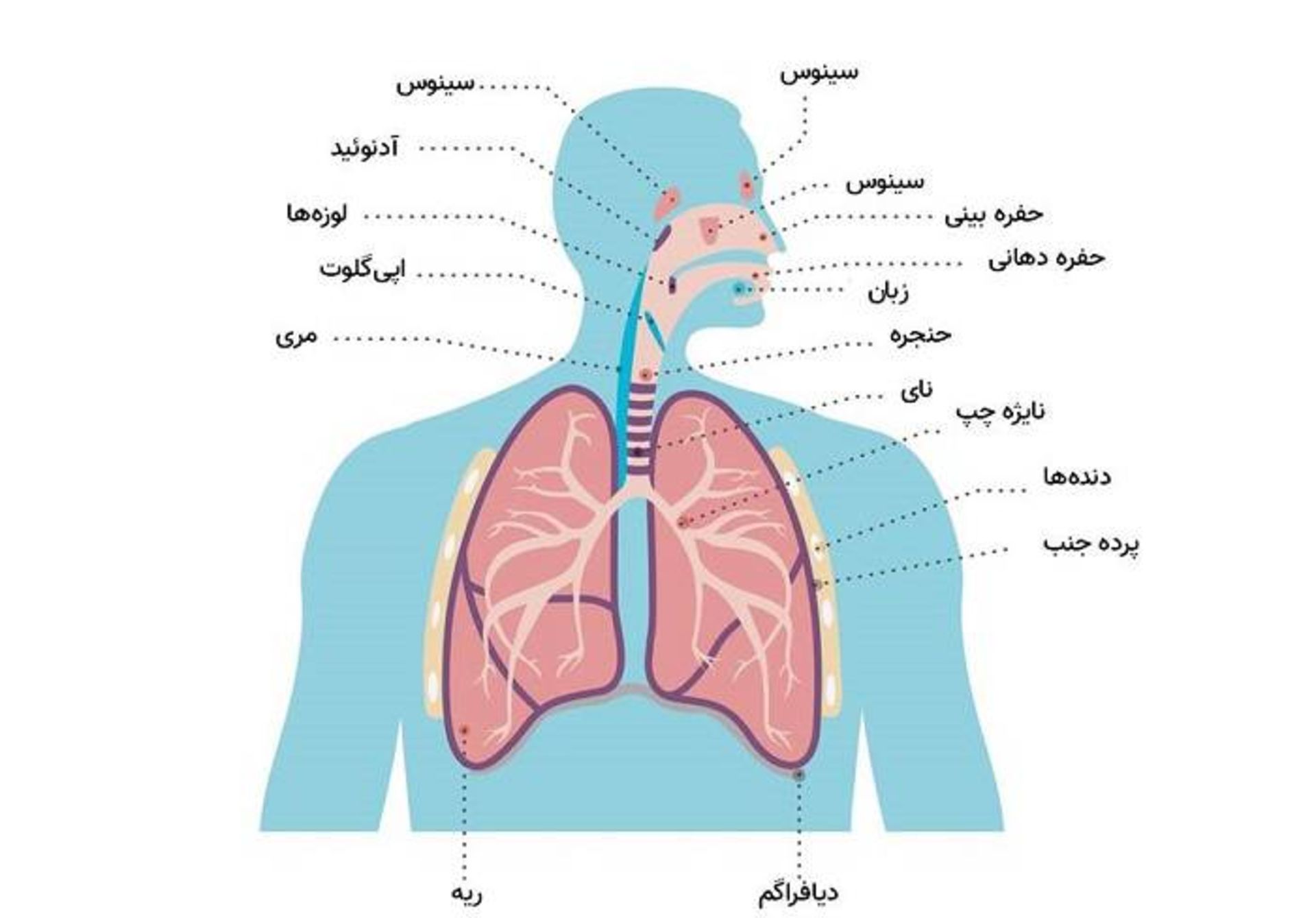 دستگاه تنفس
