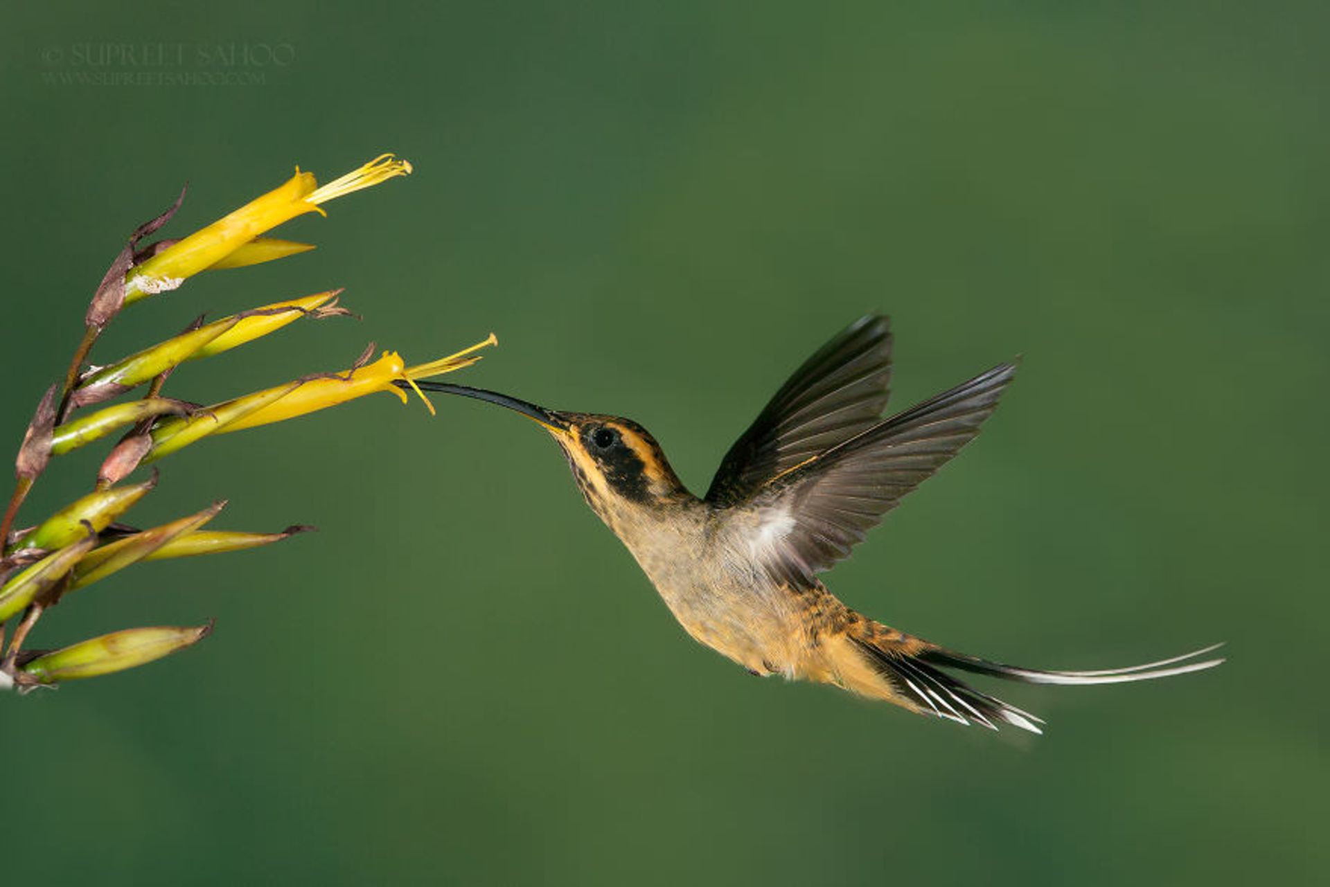 تصاویری از پرندگان زیبا در جنگل اطلس برزیل