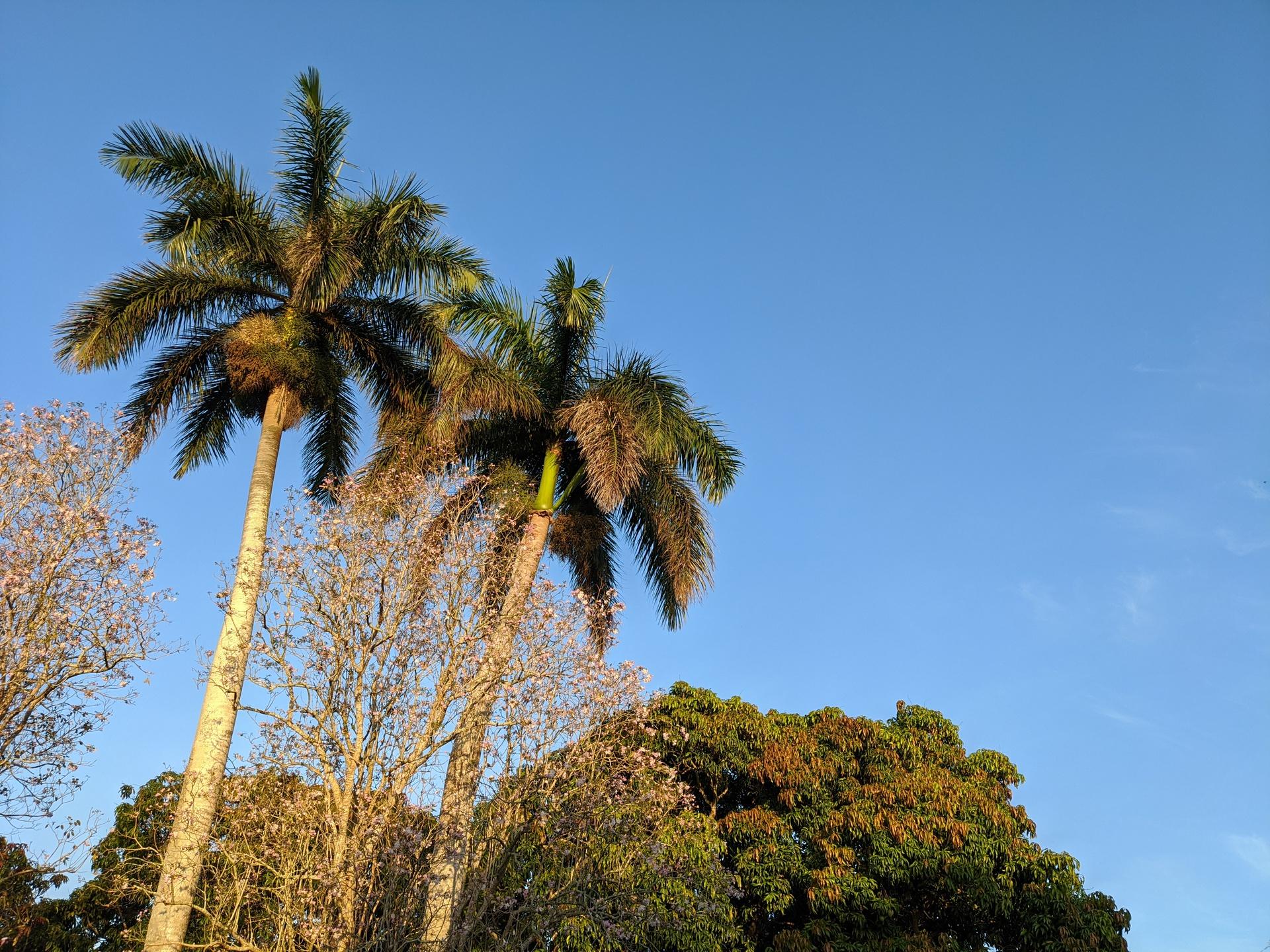 نمونه عکس پیکسل 4a گوگل / Pixel 4a Camera Samples