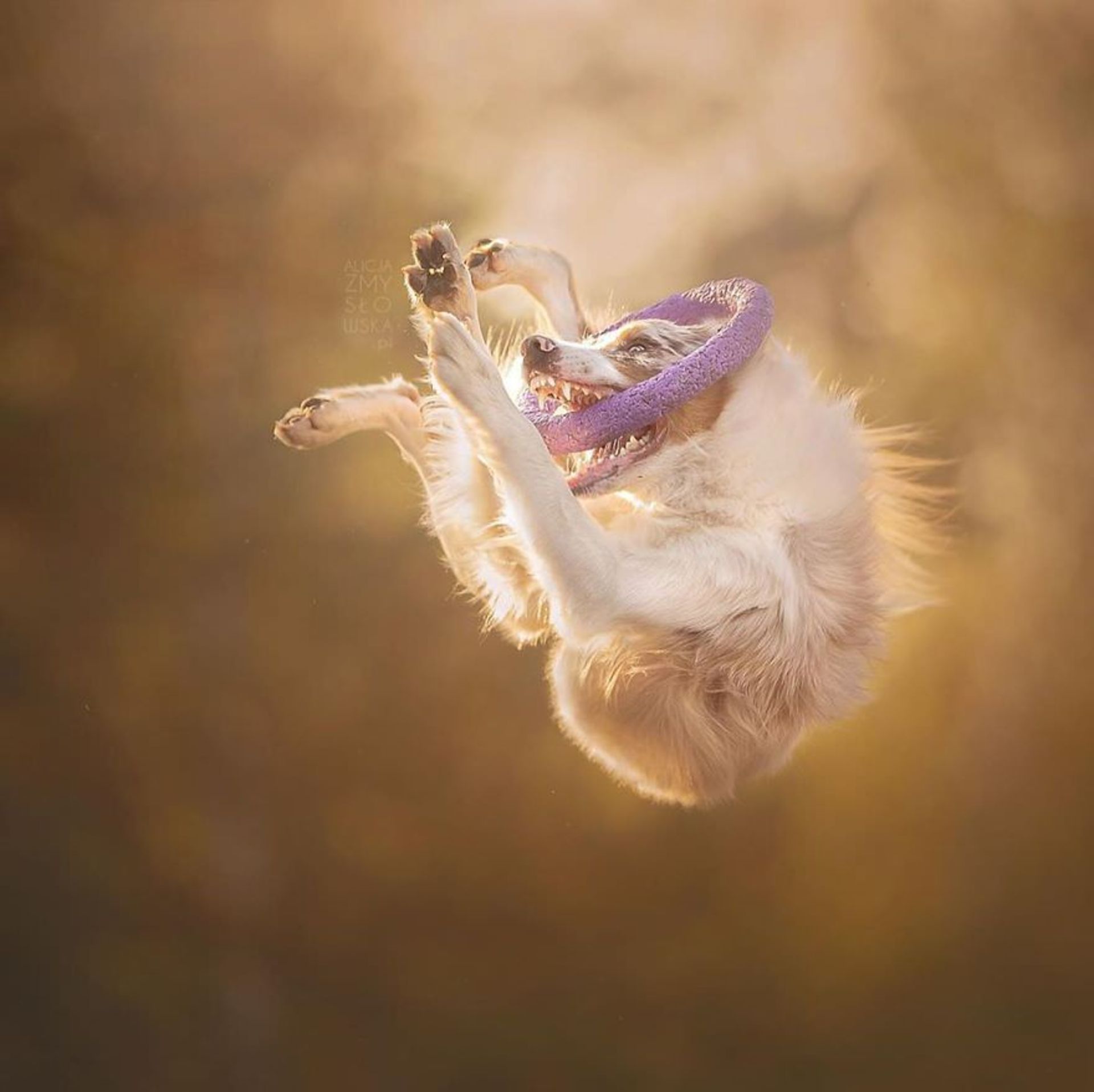 گالری تصاویری از لبخند سگ ها