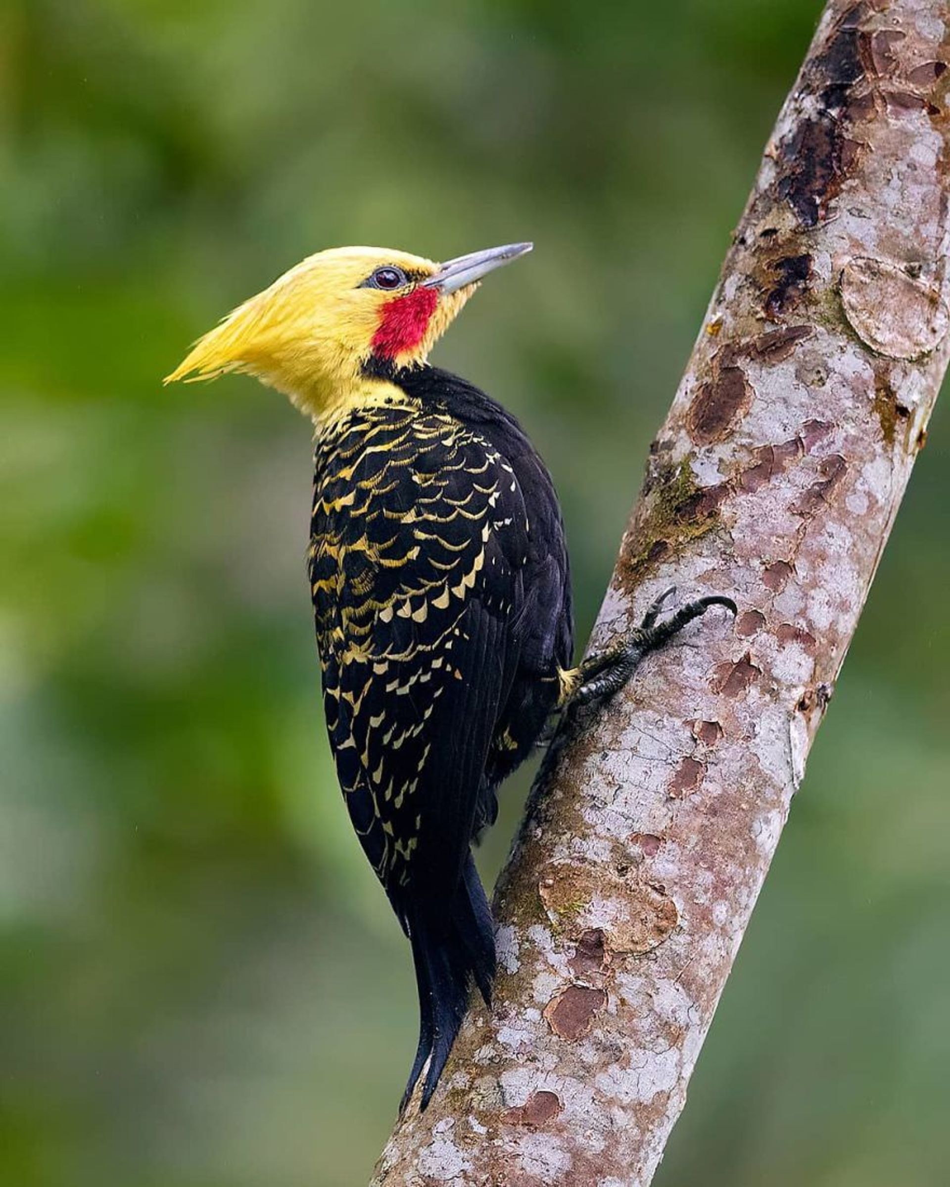 مرجع متخصصين ايران تصاويري از پرندگان زيبا در جنگل اطلس برزيل