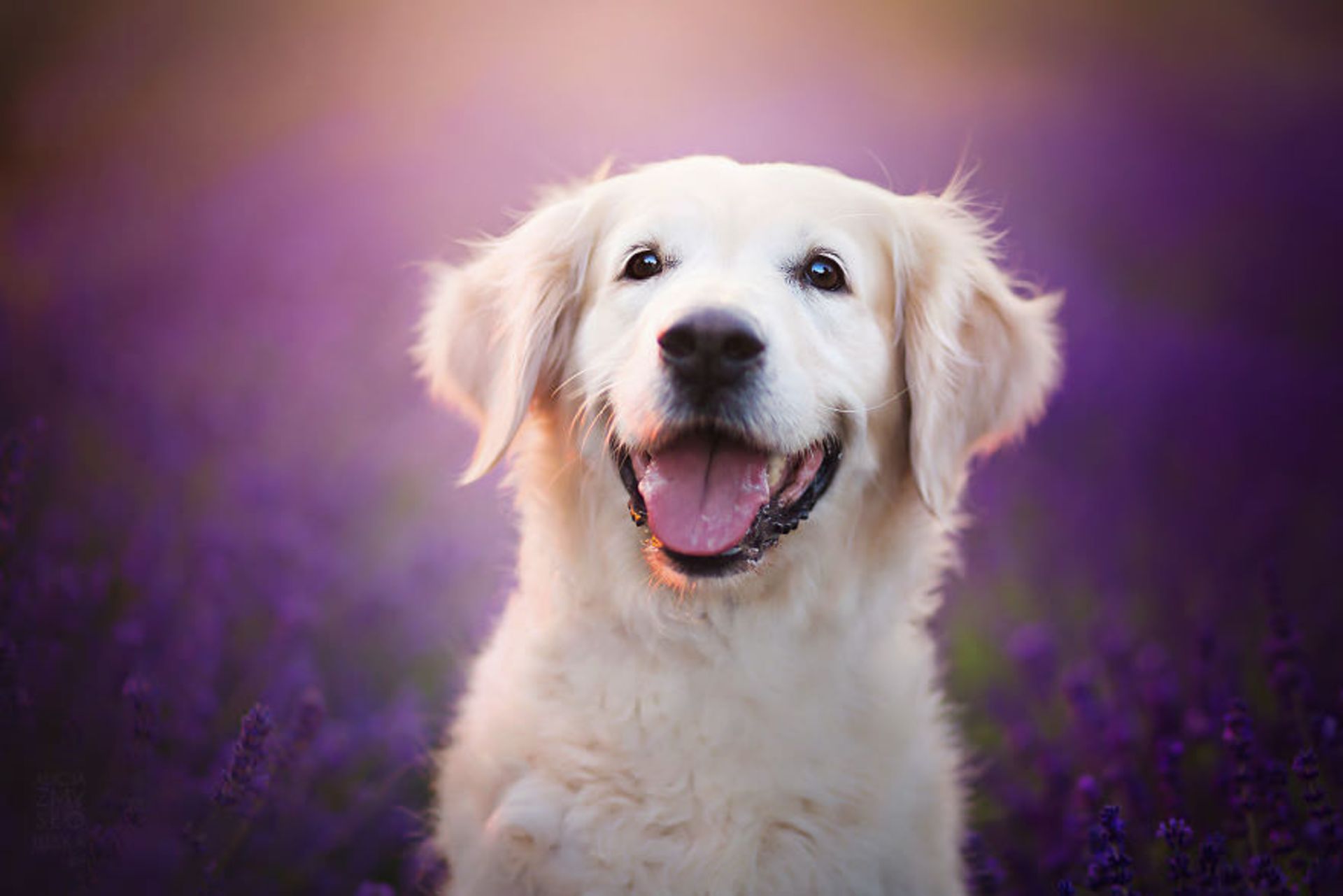 مرجع متخصصين ايران گالري تصاويري از لبخند سگ ها