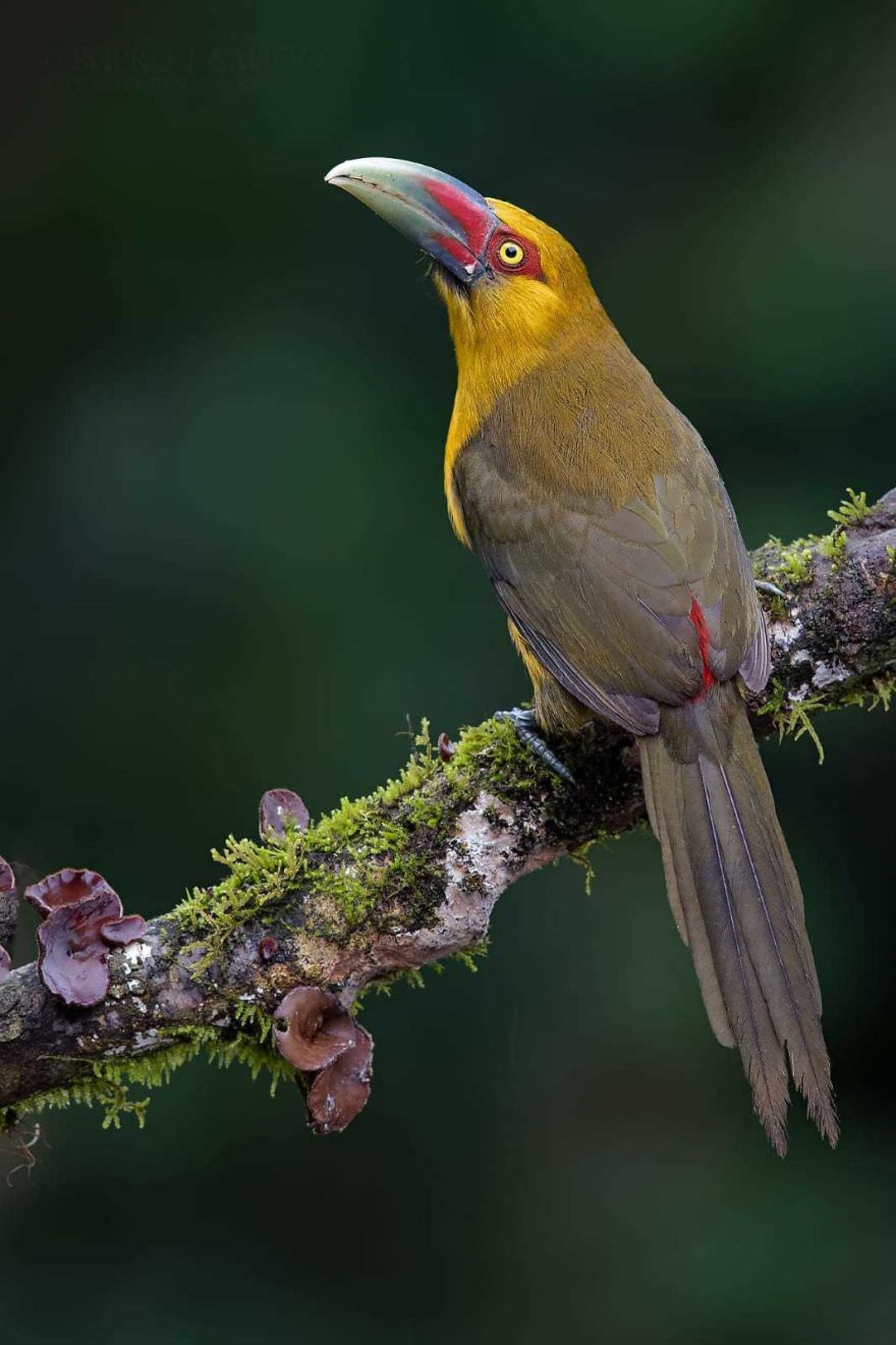 تصاویری از پرندگان زیبا در جنگل اطلس برزیل