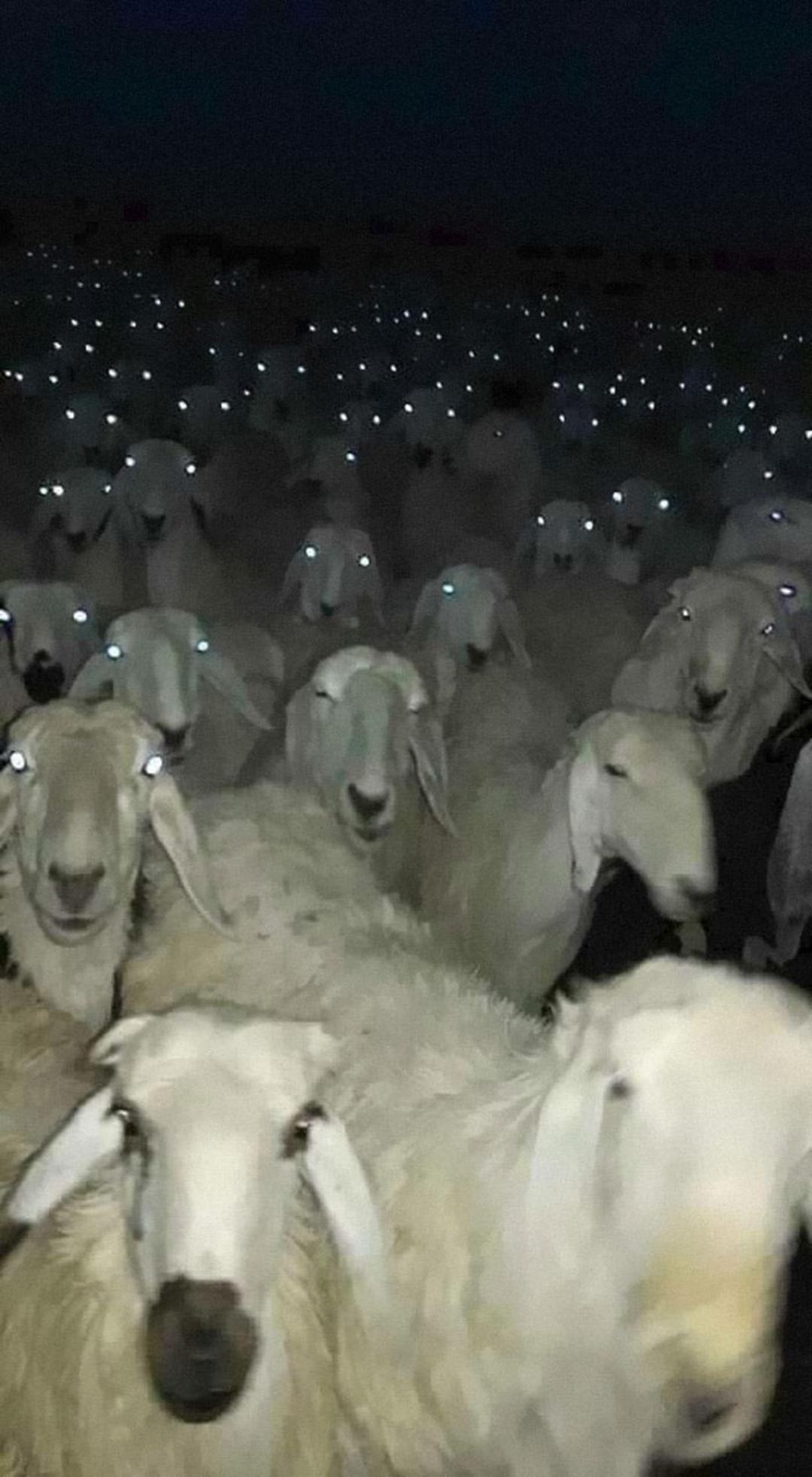 گالی تصاویر حیوانات از ادگار آلن