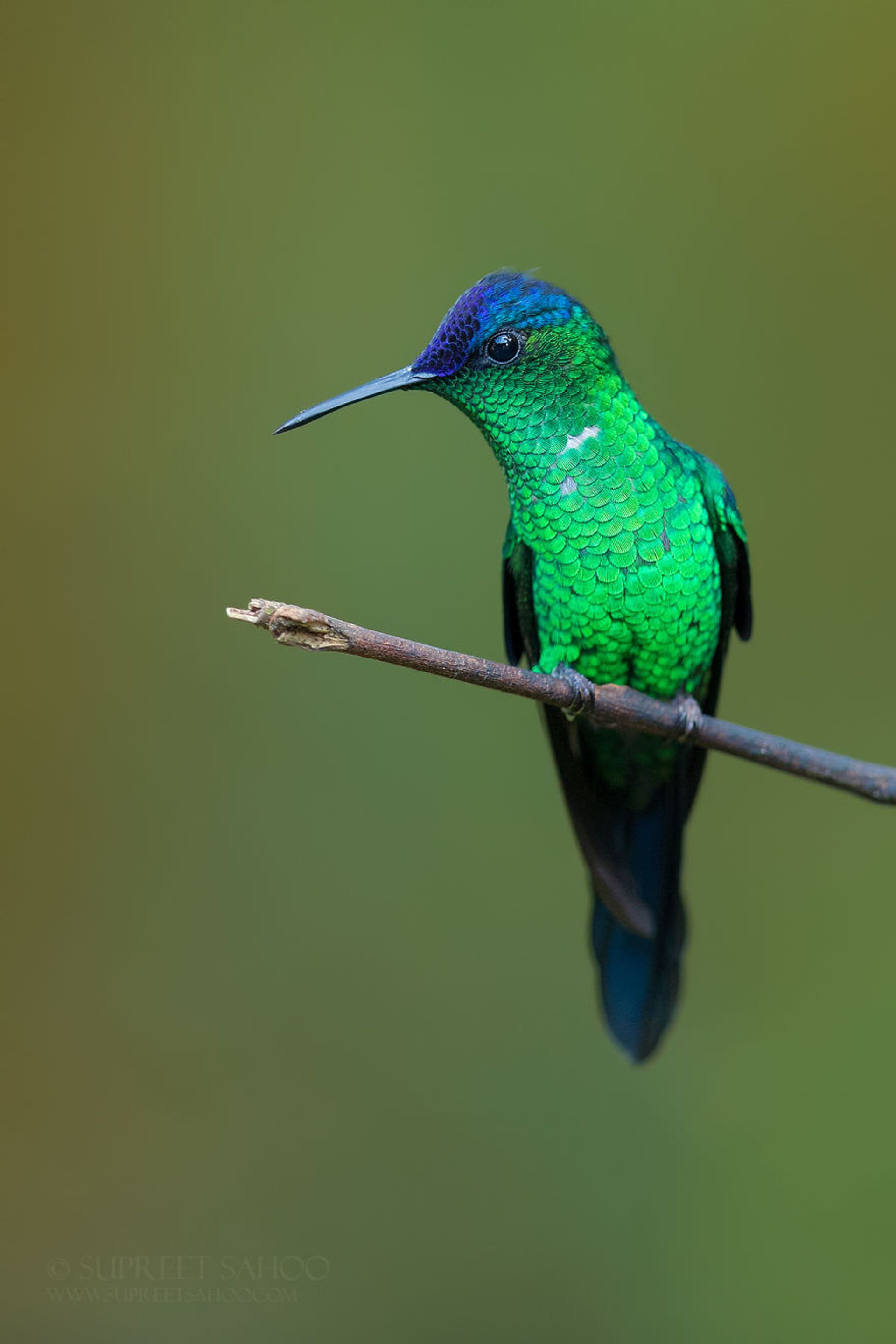 مرجع متخصصين ايران تصاويري از پرندگان زيبا در جنگل اطلس برزيل