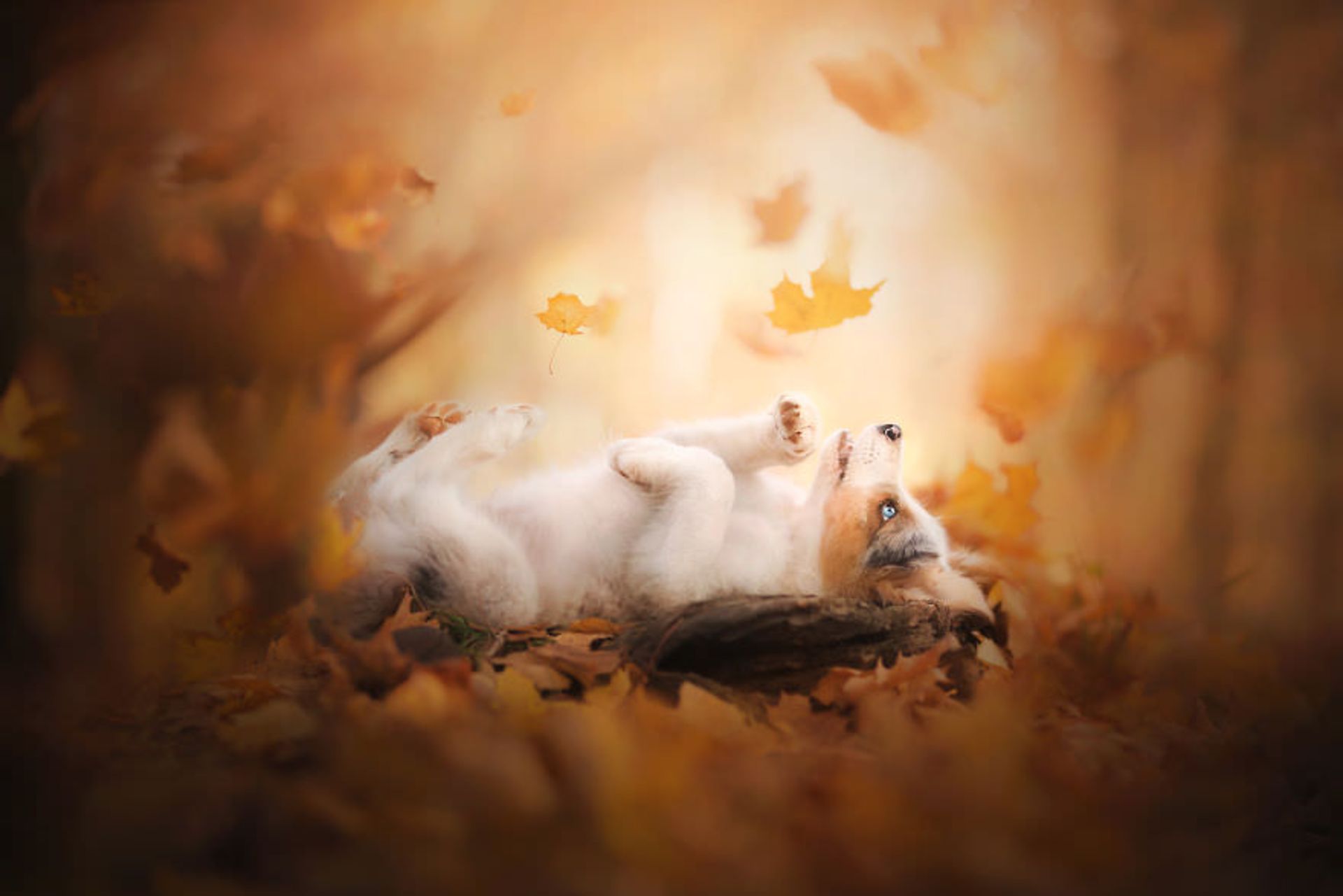 گالری تصاویری از لبخند سگ ها