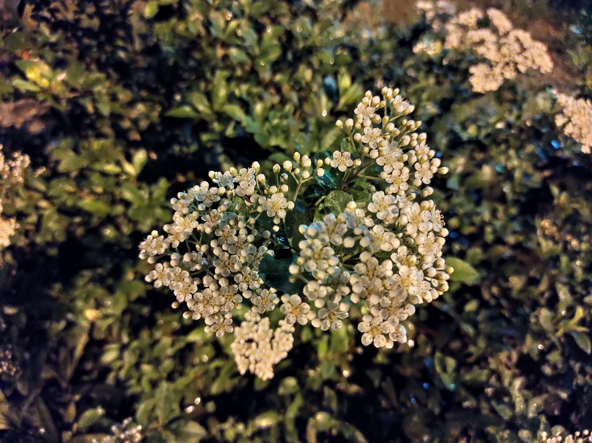 نمونه عکس وان هایپر