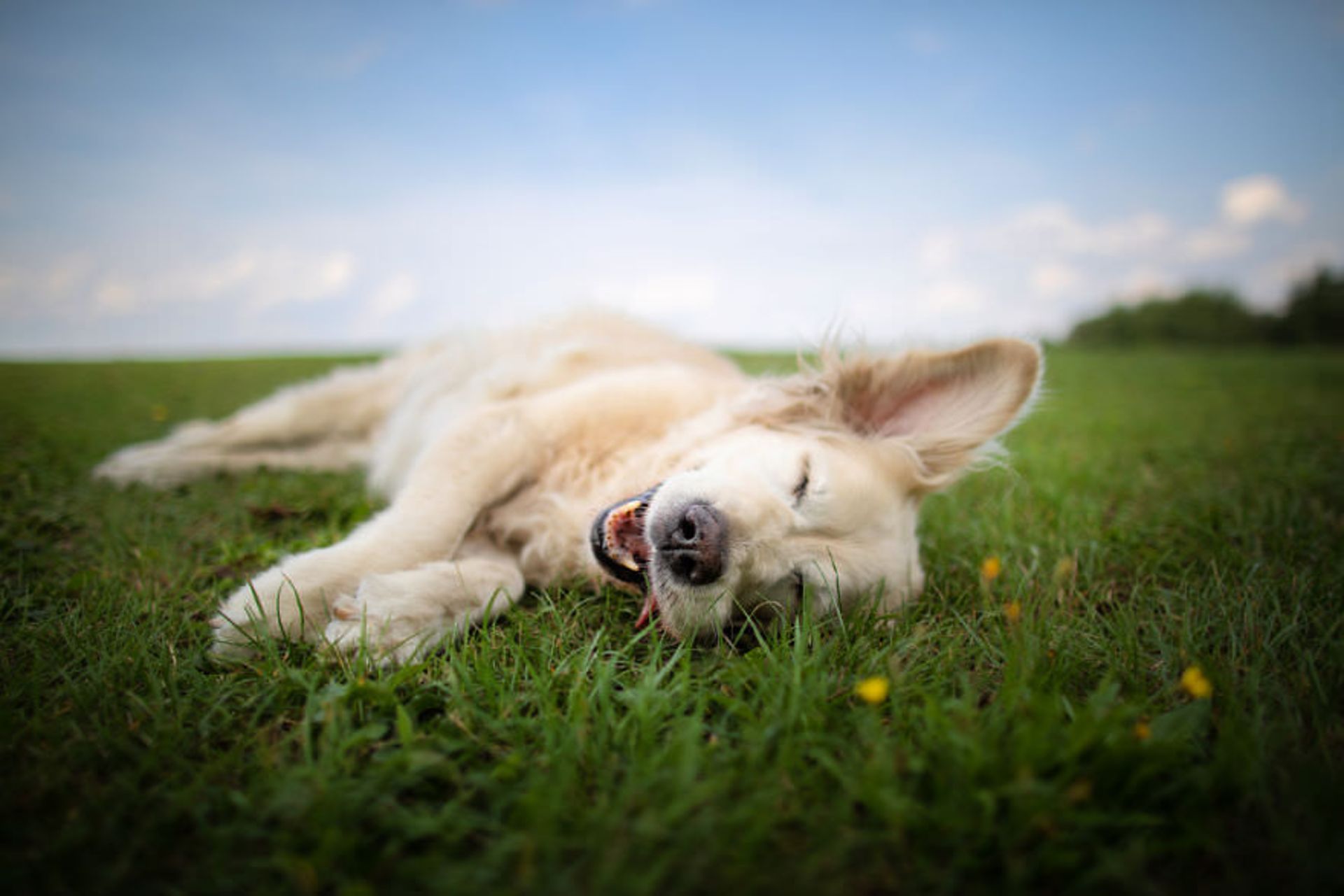 مرجع متخصصين ايران گالري تصاويري از لبخند سگ ها