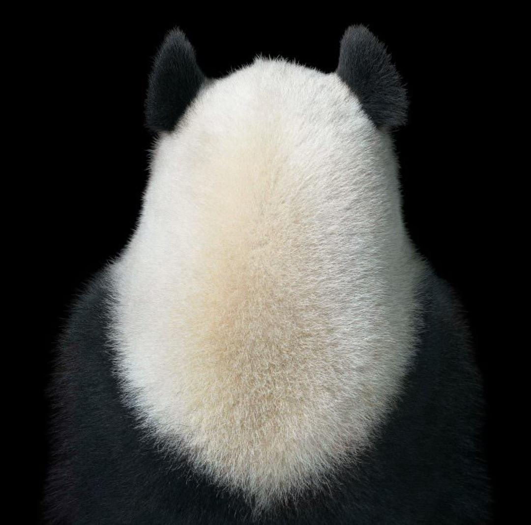 jili panda
