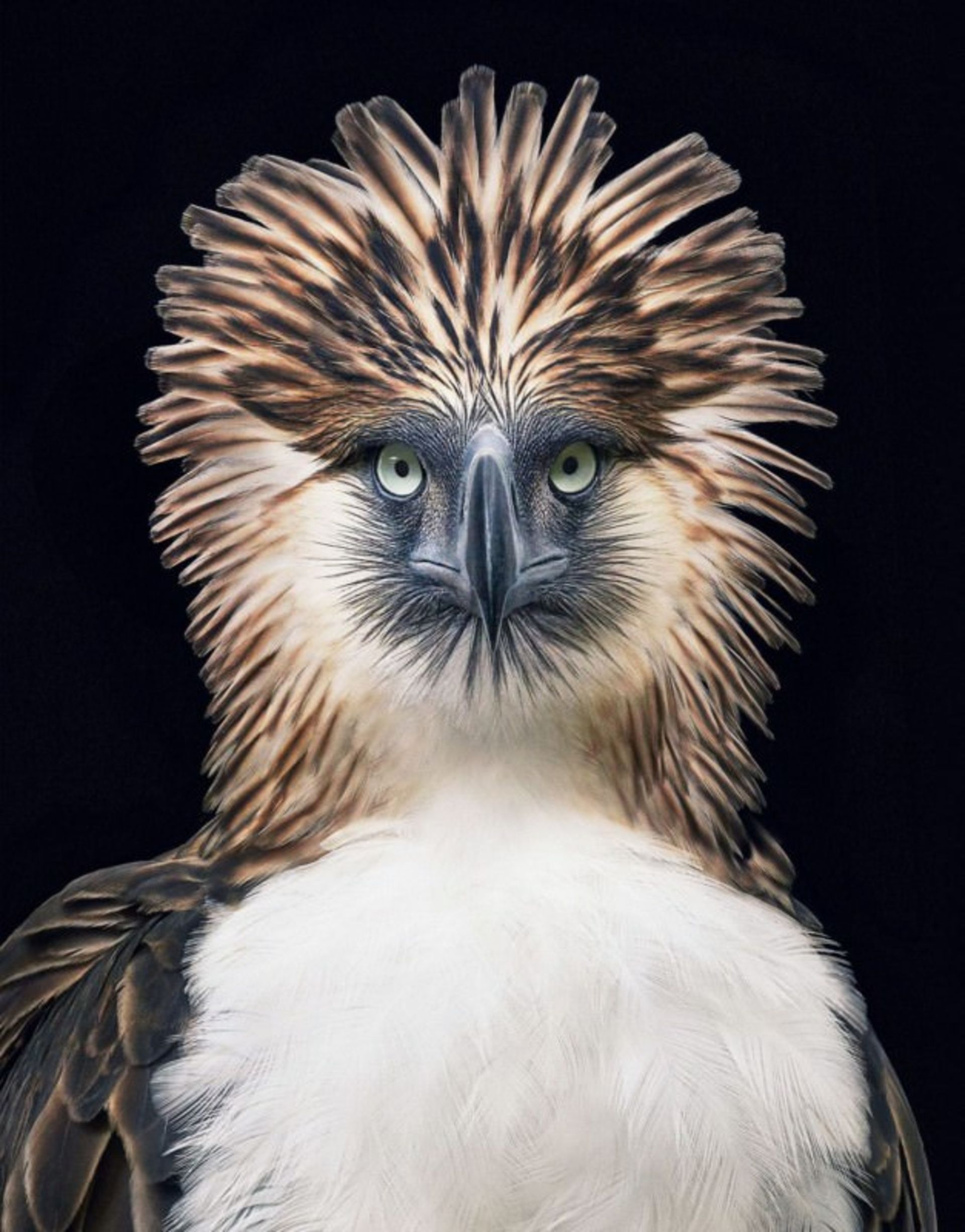 مرجع متخصصين ايران Phillippine Eagle