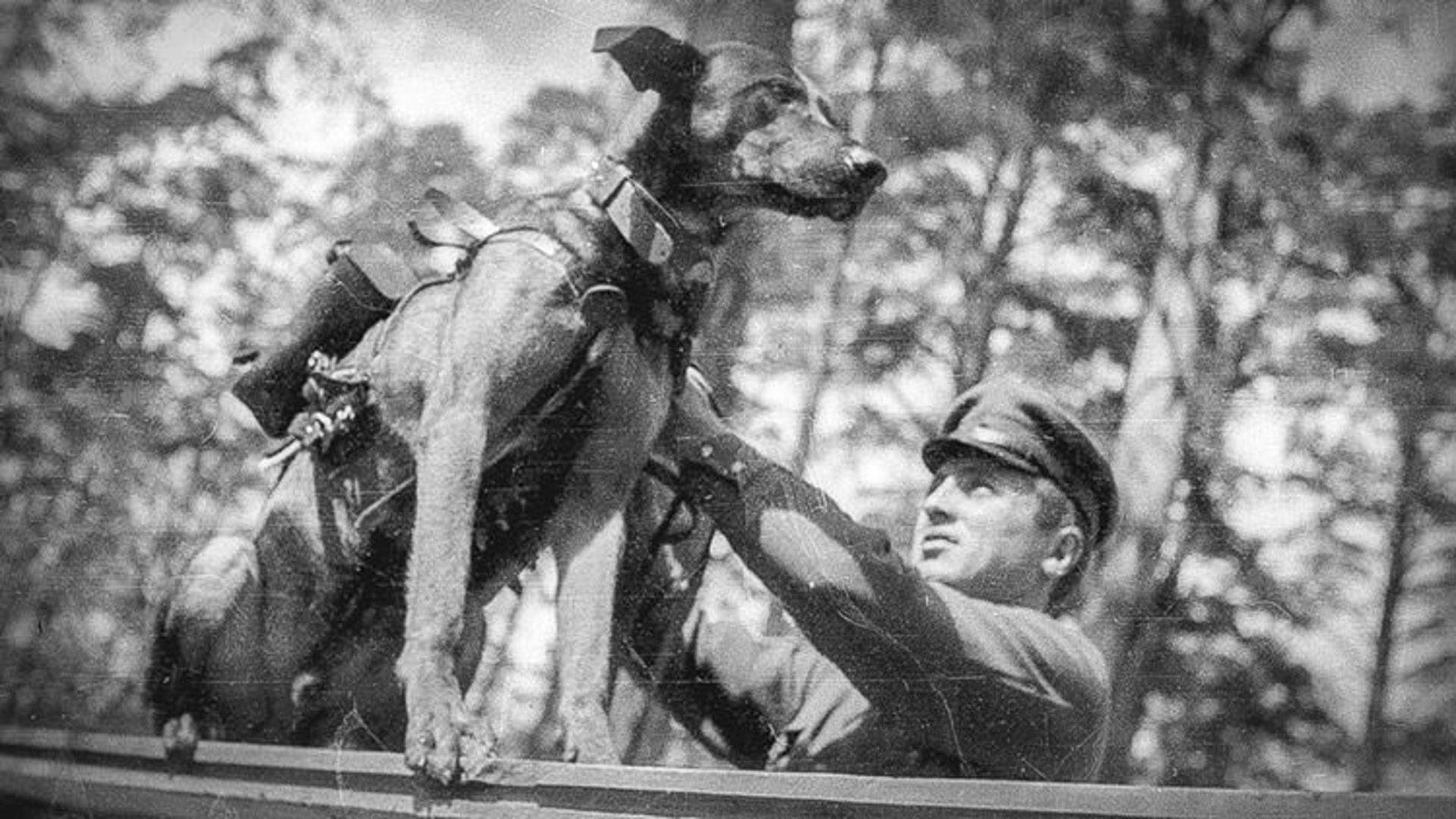 سگ انتخاری در جنگ جهانی دوم