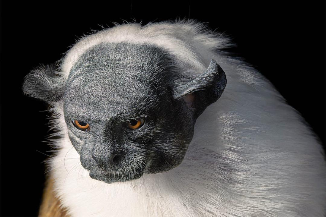 Pied Tamarin