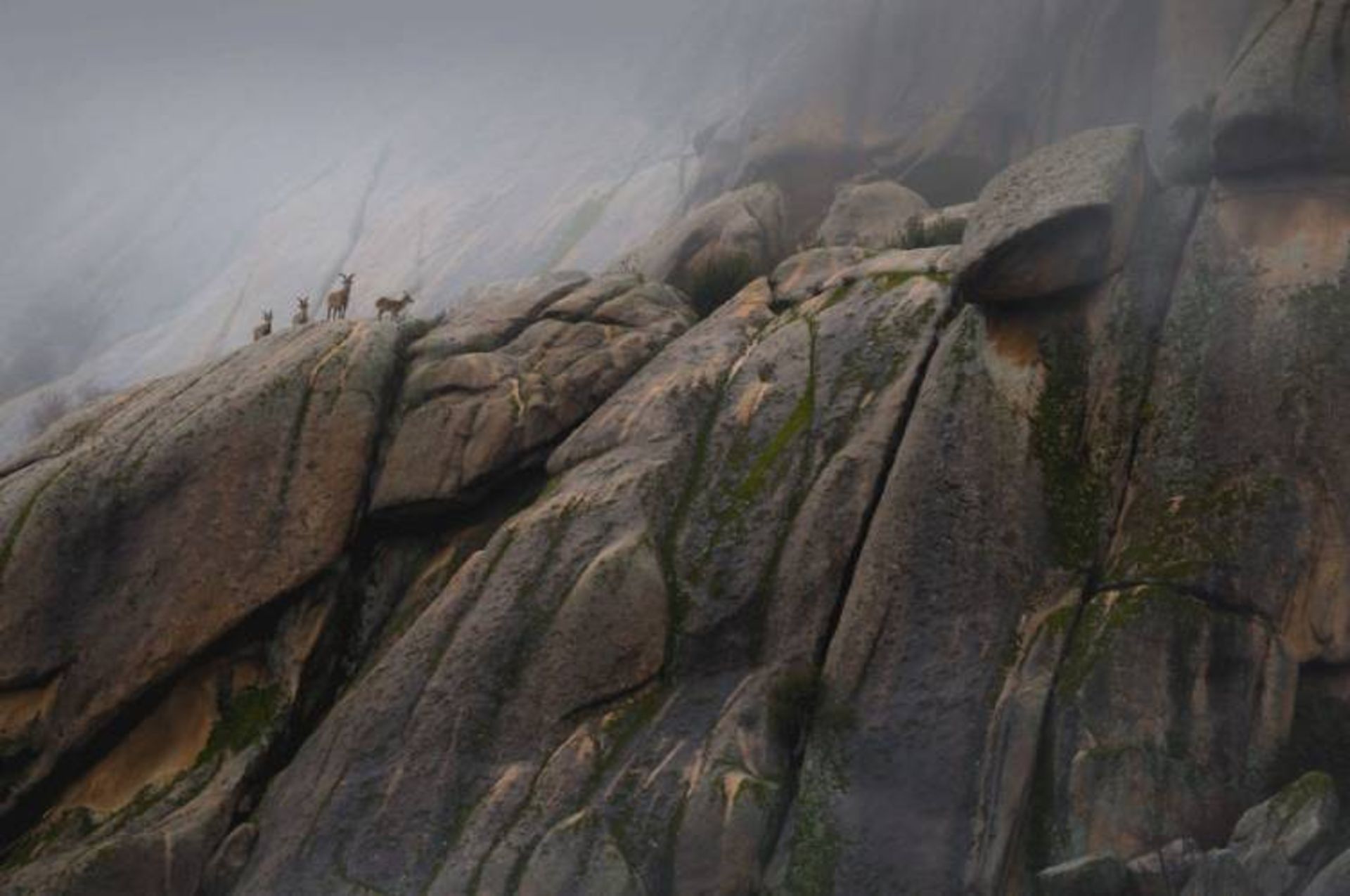 عکس فینالیست بخش «حیات وحش زمینی»: «ملکه‌های ارتفاعات»؛ عکاس: خوان جسیس گونزالز اَهومادا