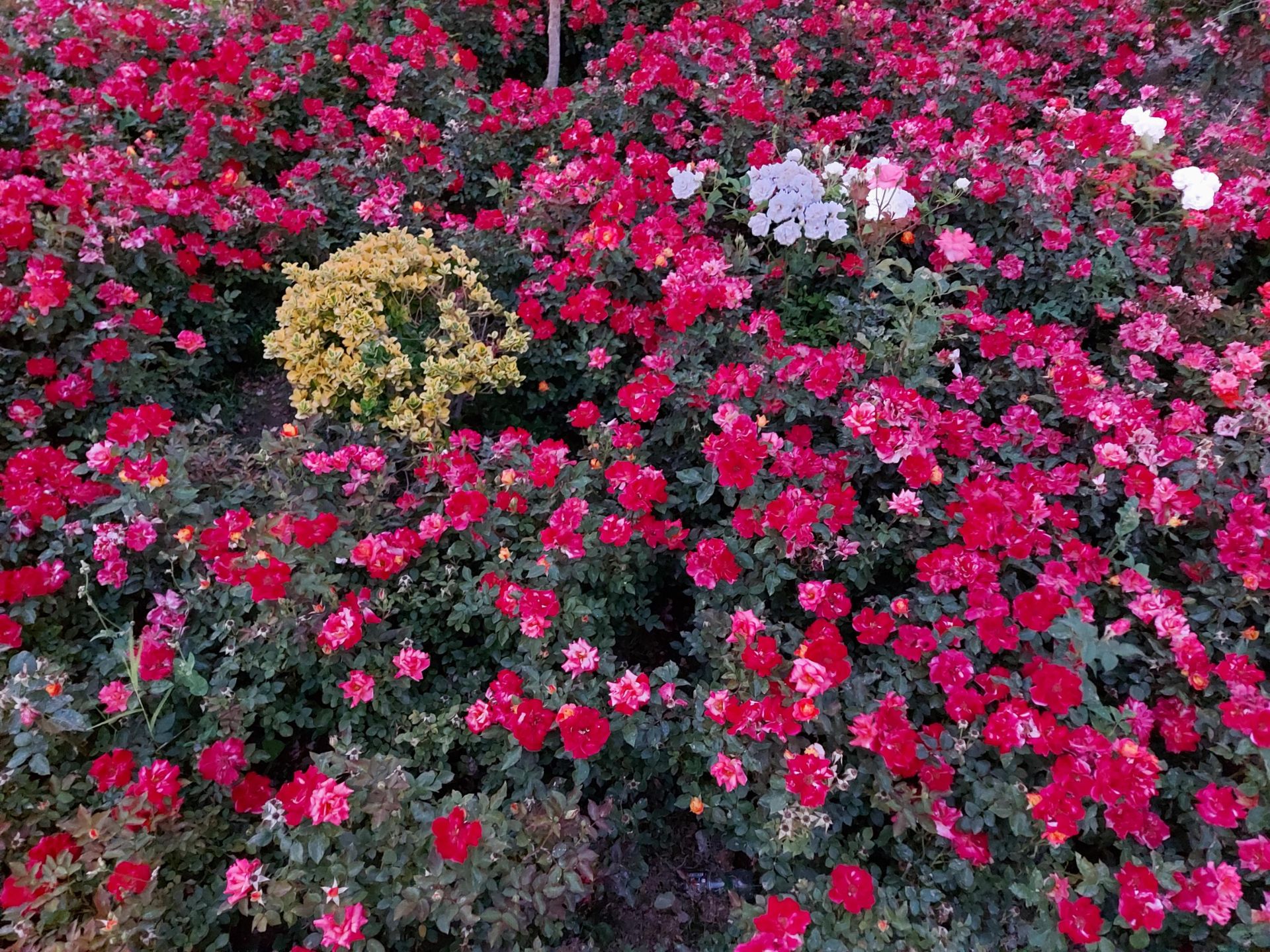 نمونه عکس شب گلکسی A71 از گل