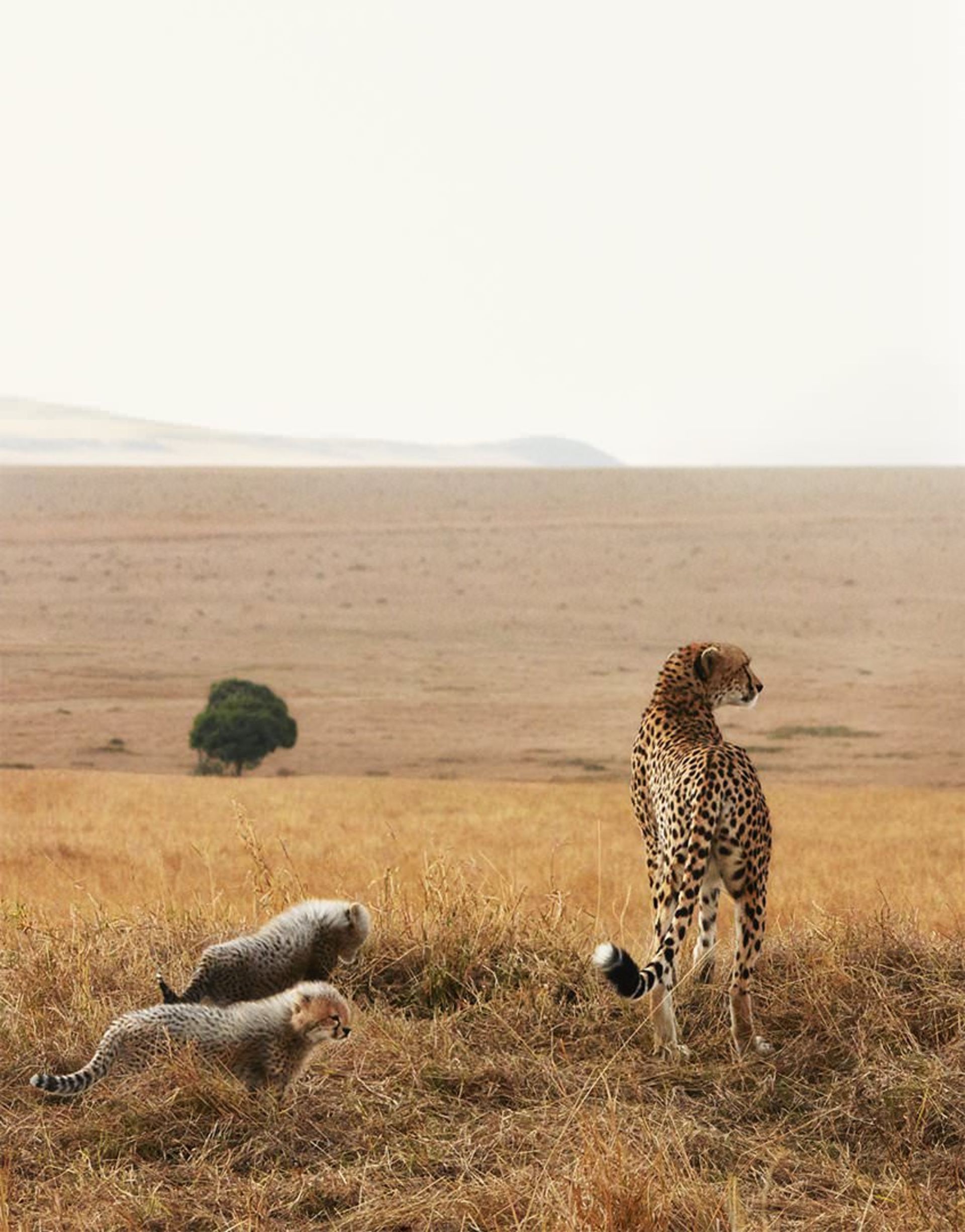 مرجع متخصصين ايران Cheetah With Cubs