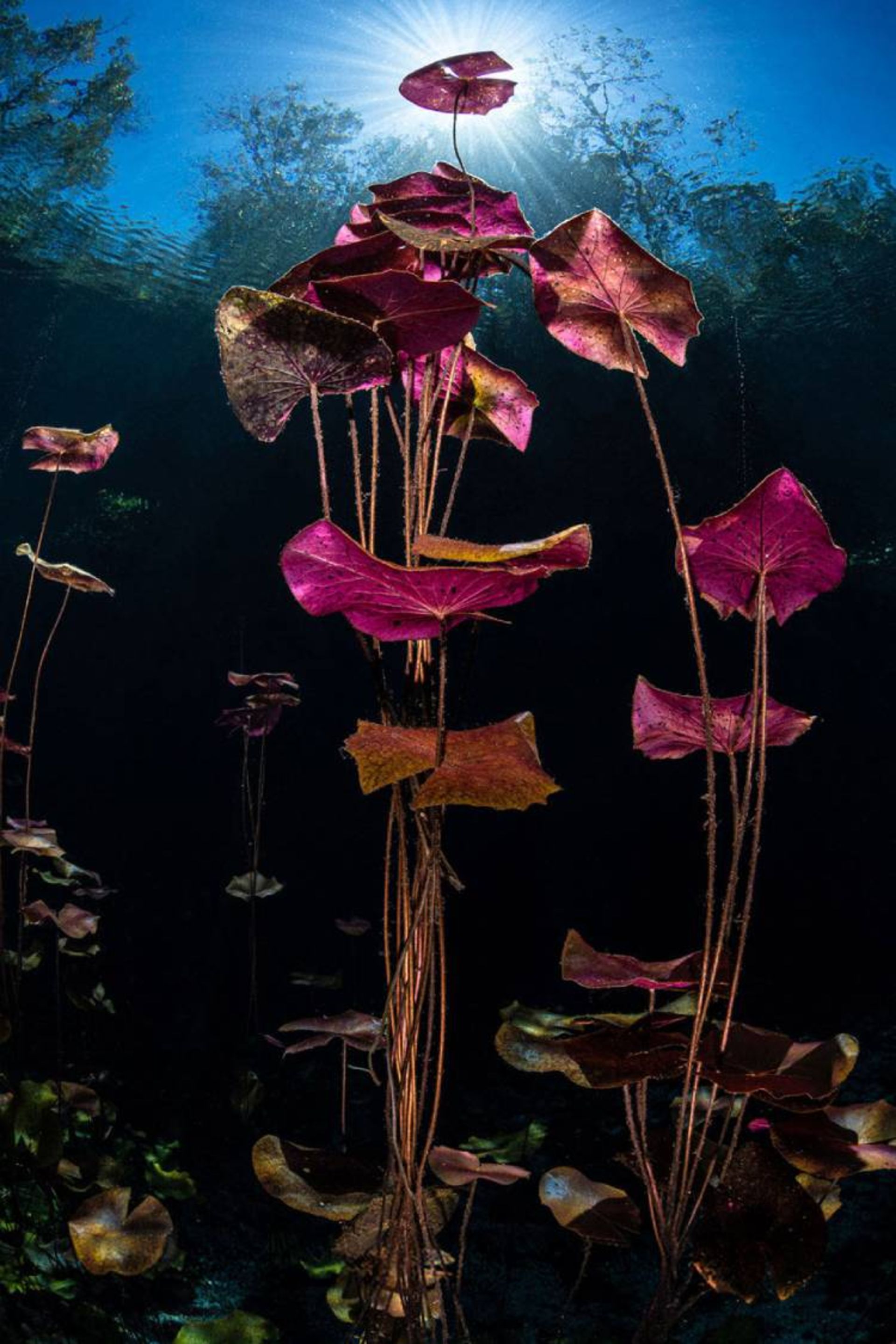 عکس فینالیست مسابقه bigpicture بخش «مناظر، دریانماها و گیاگان»: «زنبق‌ها زیر نور خورشید»؛ عکاس:‌ هنلی اسپیرز