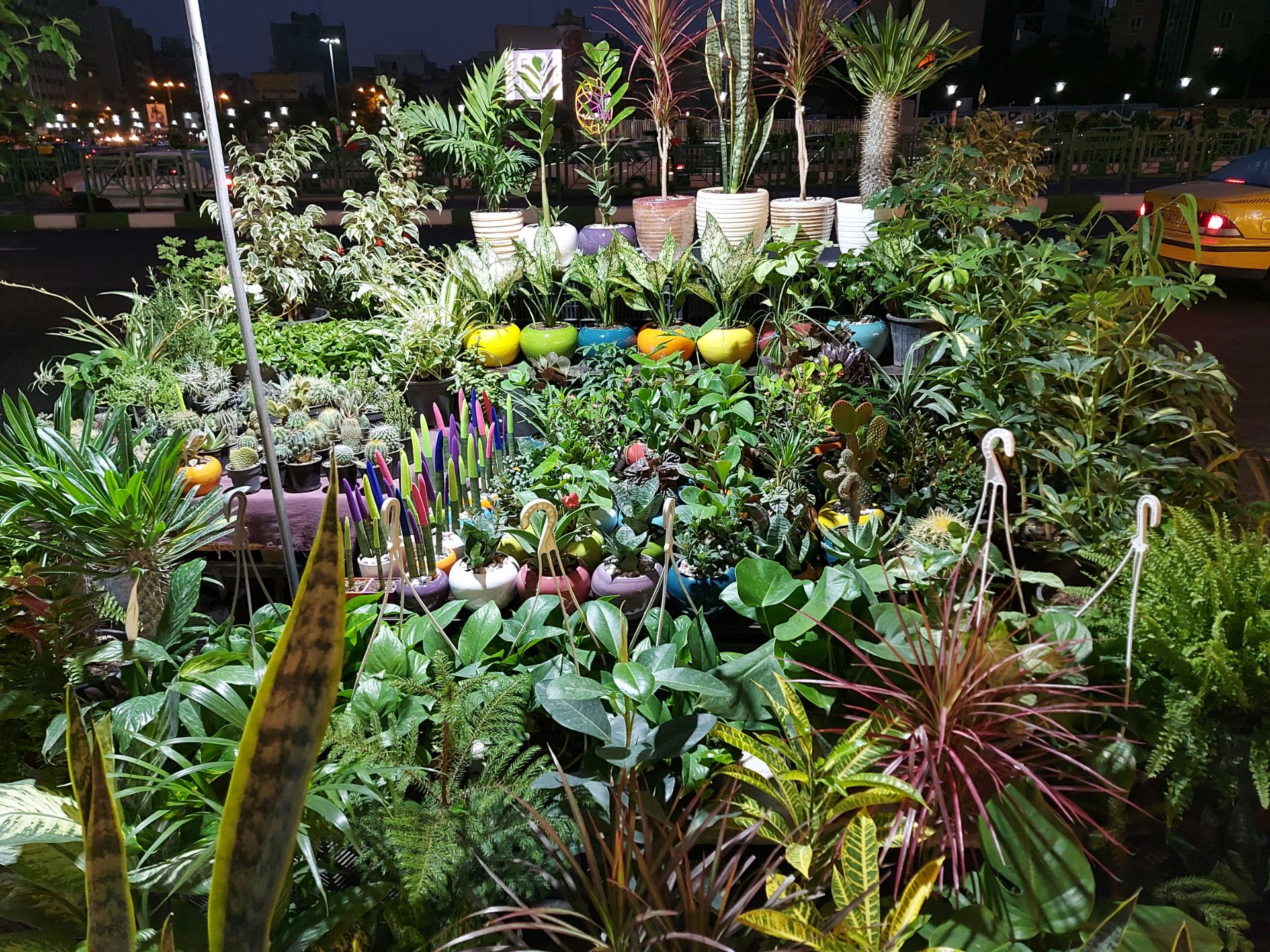 نمونه عکس شب گلکسی A71 از گل و گیاه