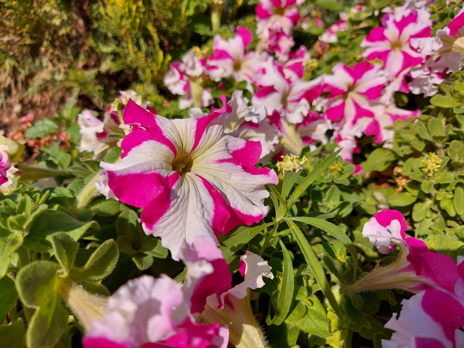 نمونه عکس ماکرو گلکسی A71 از گل