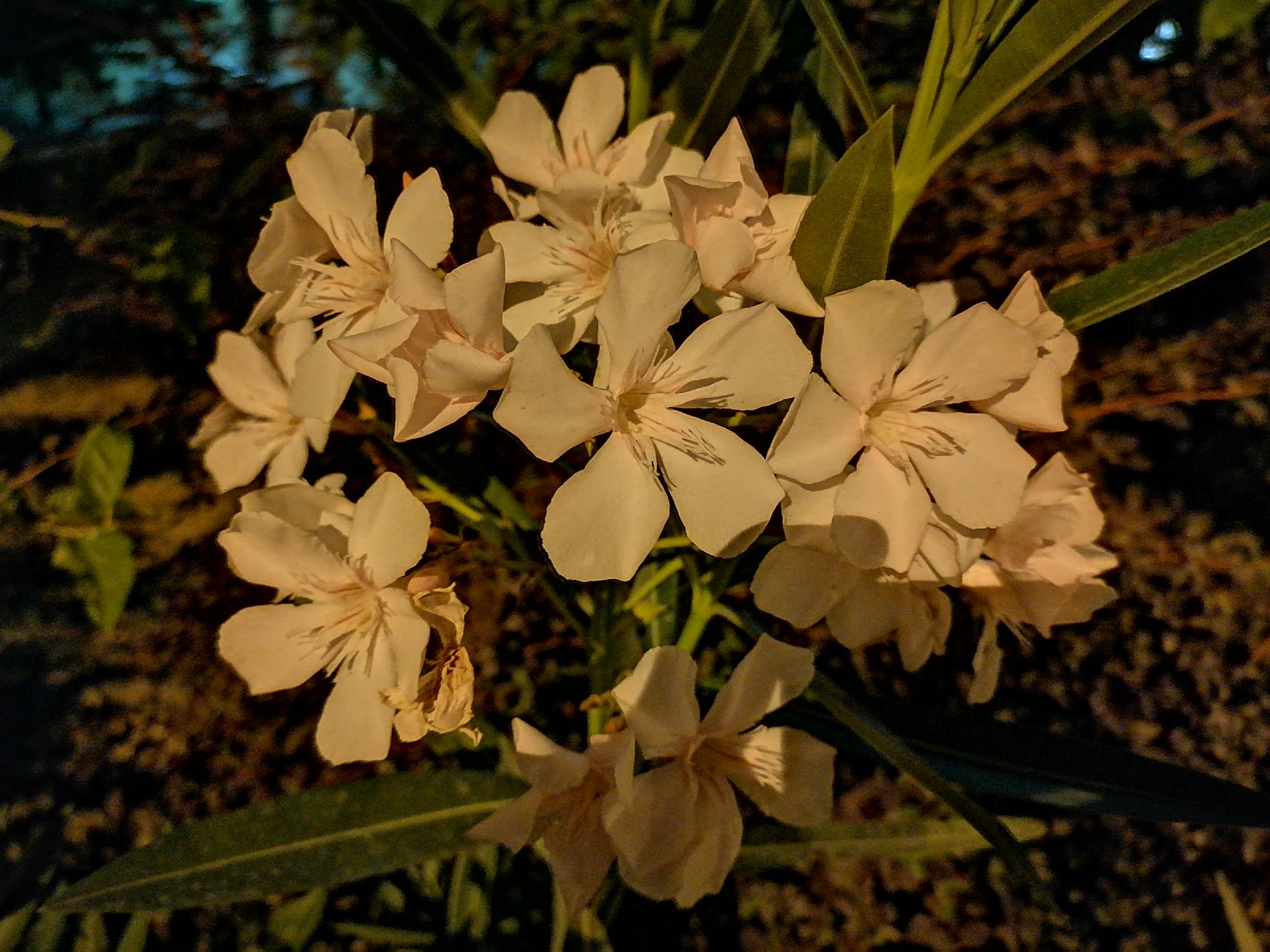 عکس گل در تاریکی و نمای نزدیک