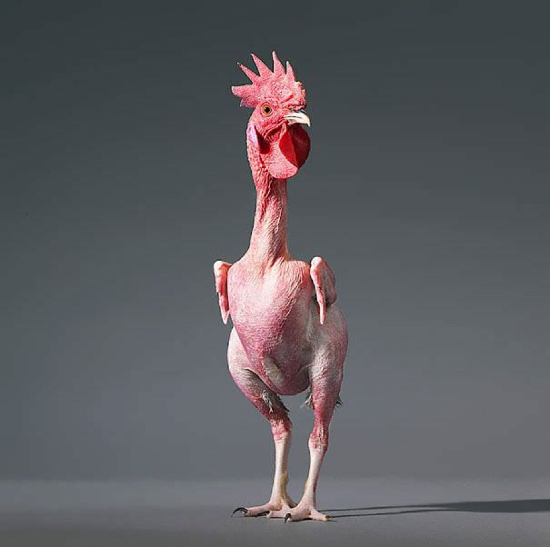 مرجع متخصصين ايران Featherless chicken numb2