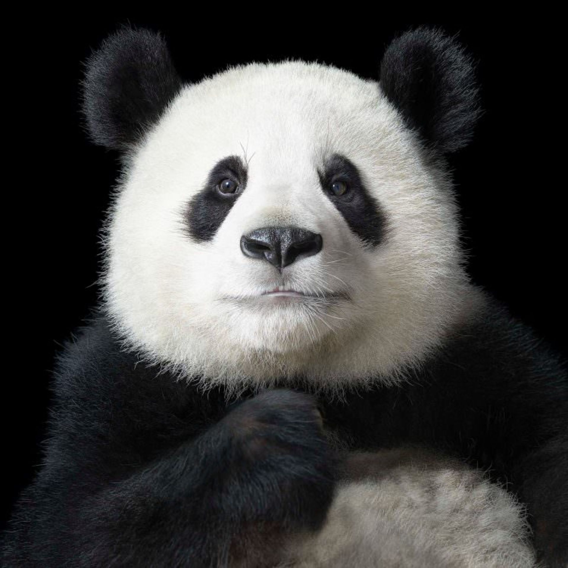 Ya Yun panda