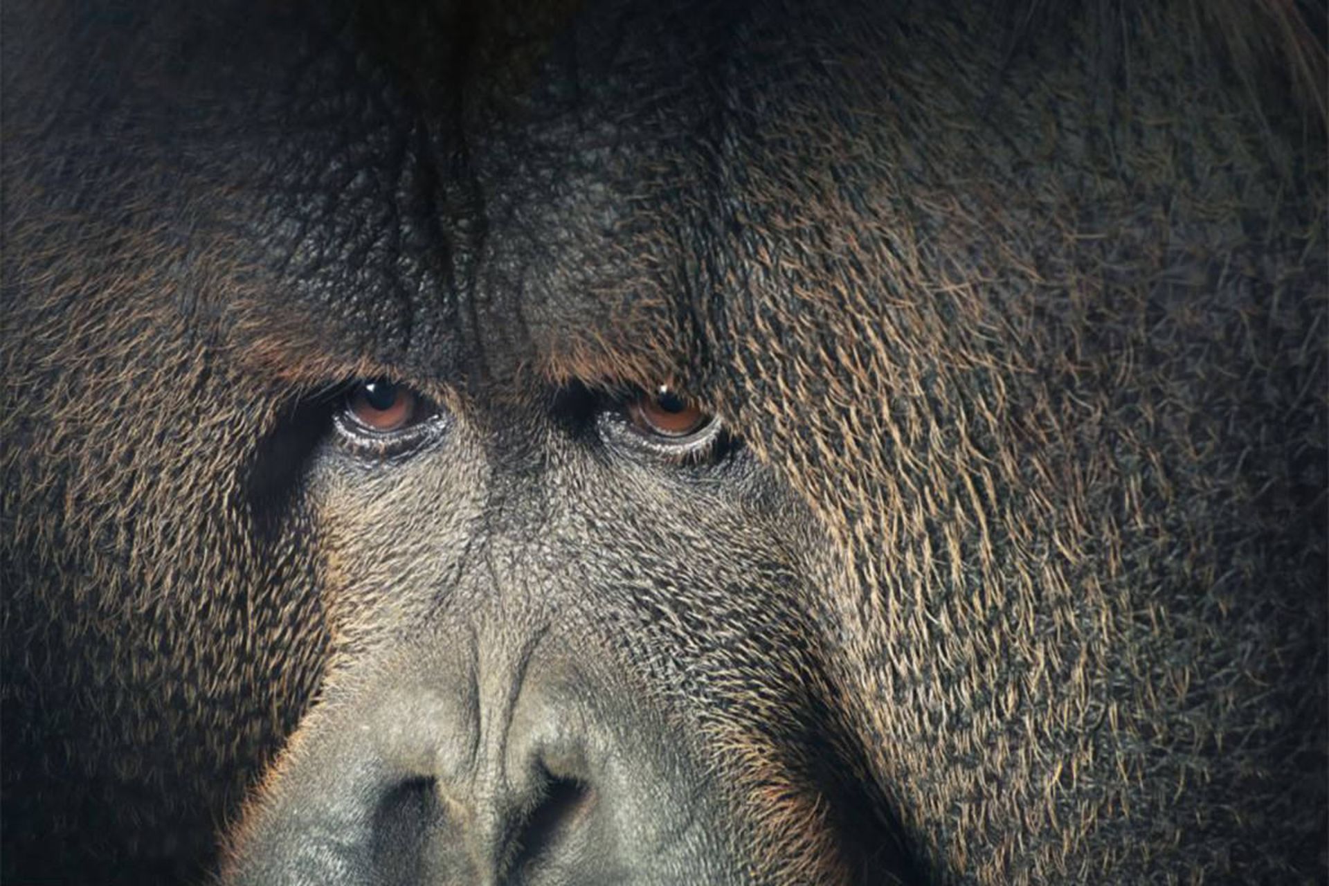 مرجع متخصصين ايران Orangutan Eyes
