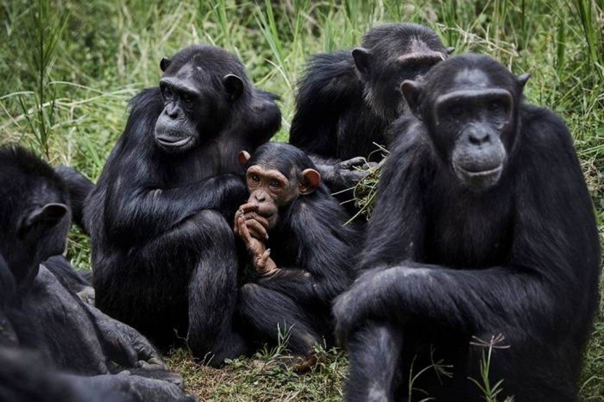 مرجع متخصصين ايران شامپانزه‌
