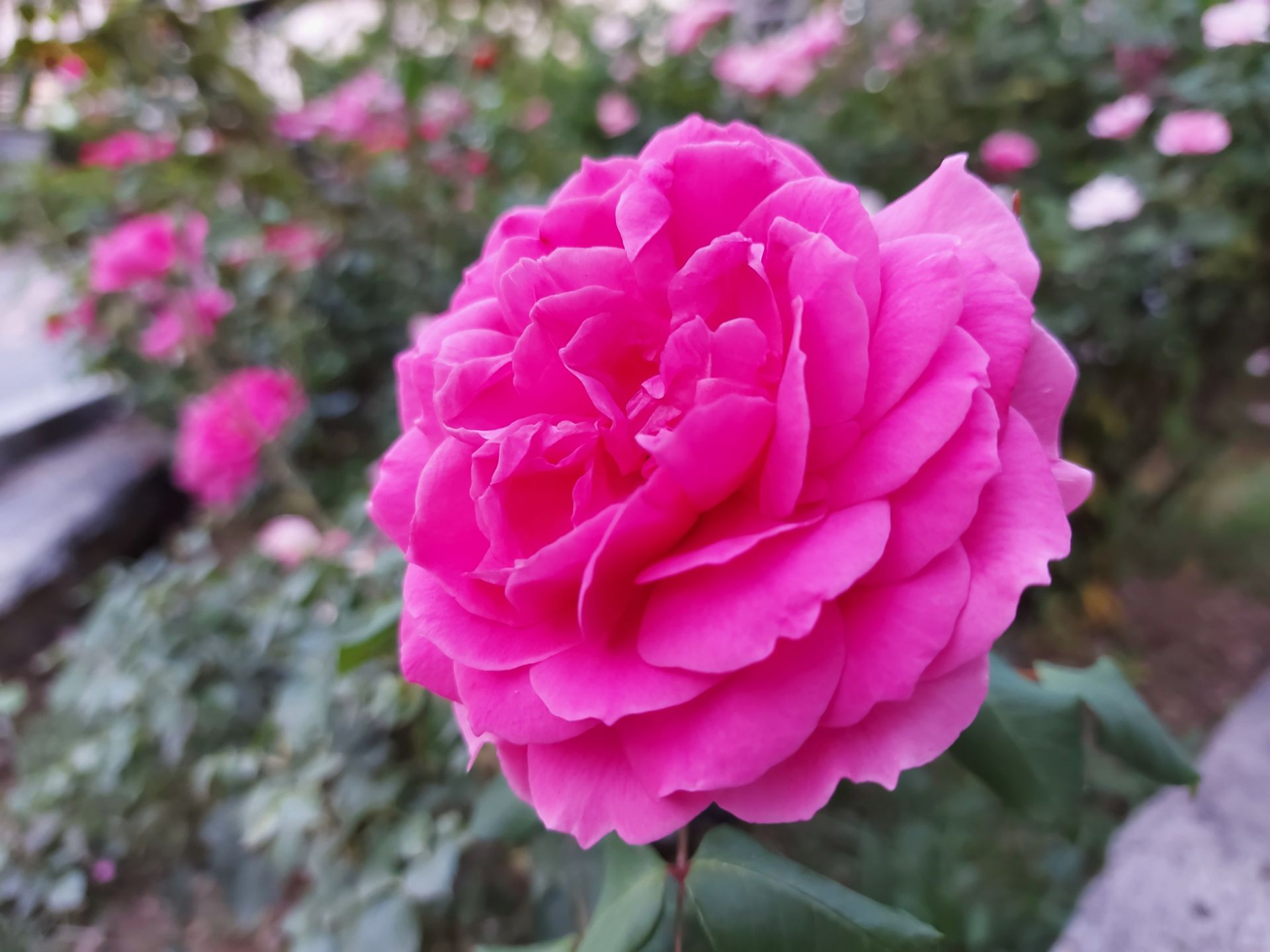 نمونه عکس ماکرو گلکسی A71 از گل