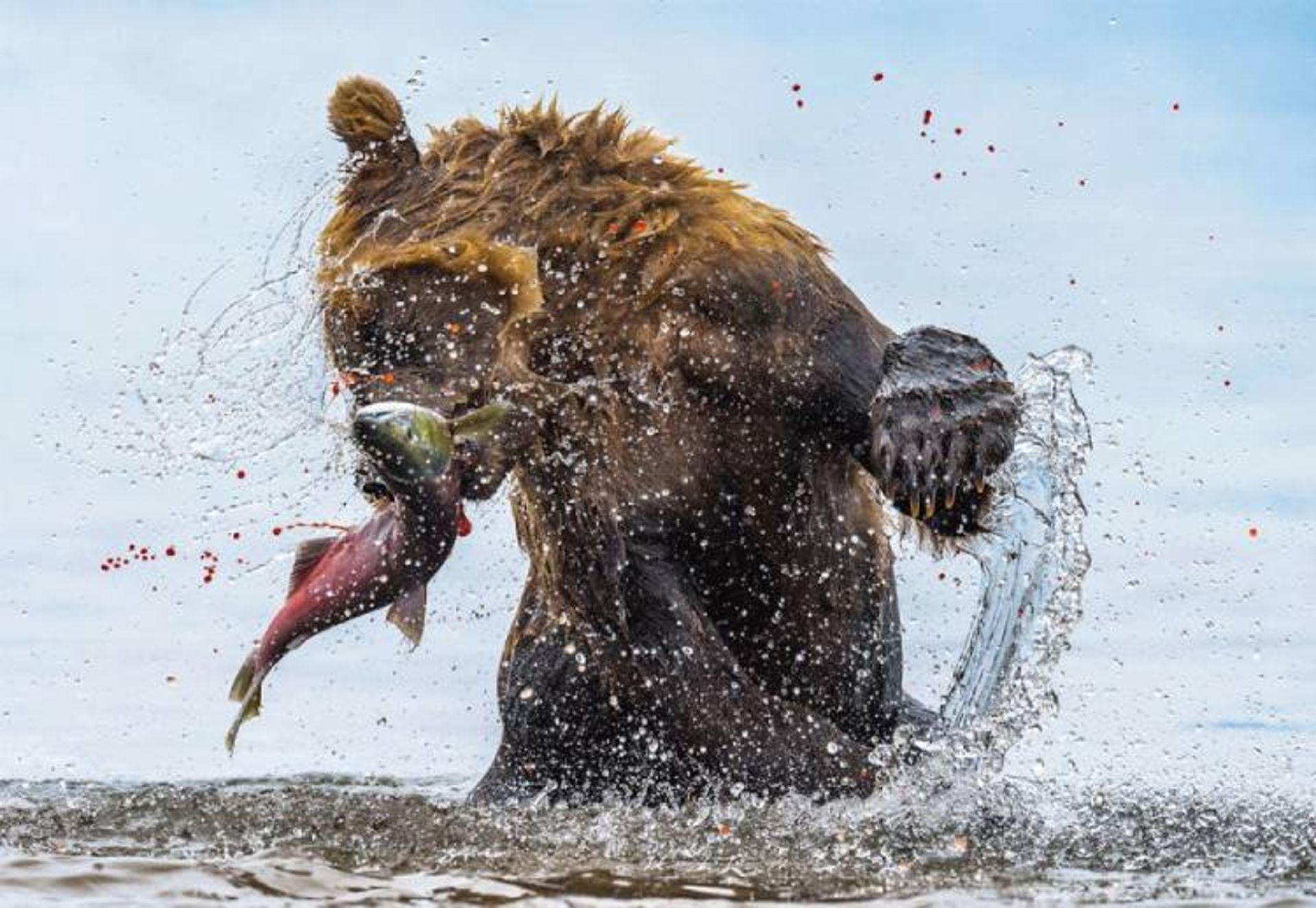 عکس فینالیست مسابقه bigpicture بخش «حیات وحش زمینی»: «خرس بد»؛ عکاس: جان لانگلند
